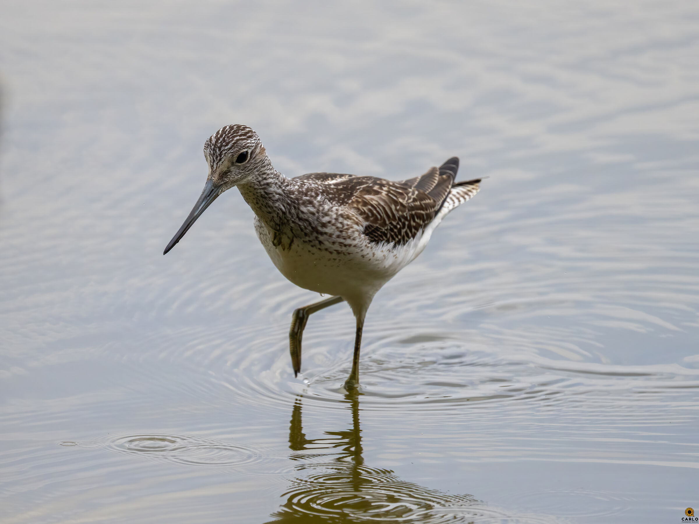 Pantana A San Rossore