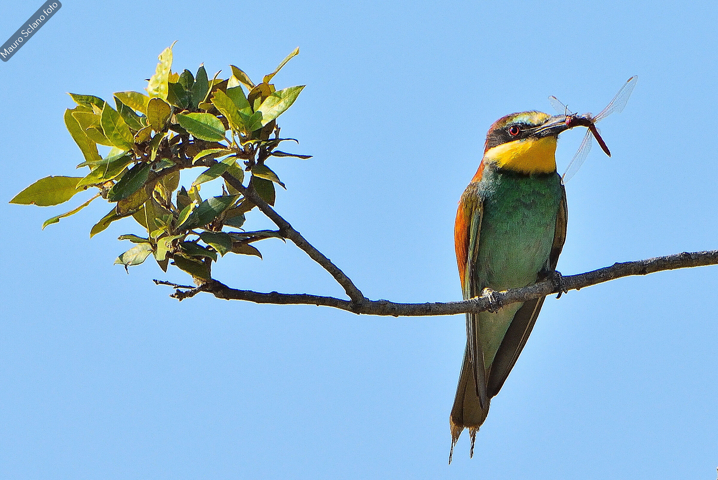 Bee-eater