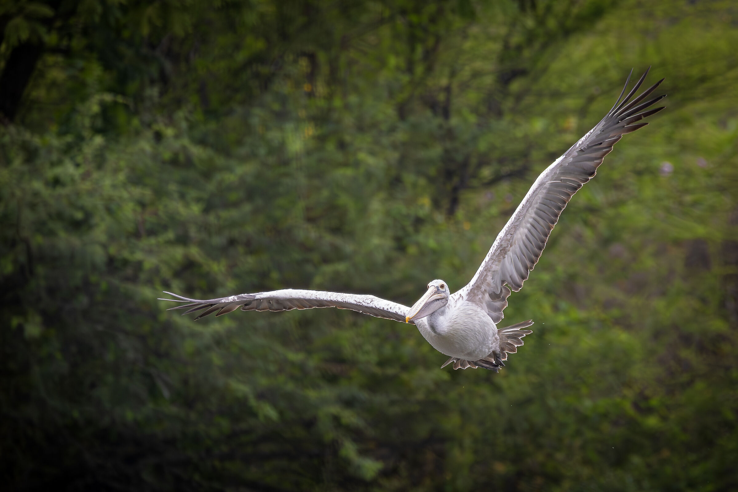 Pellicano in volo