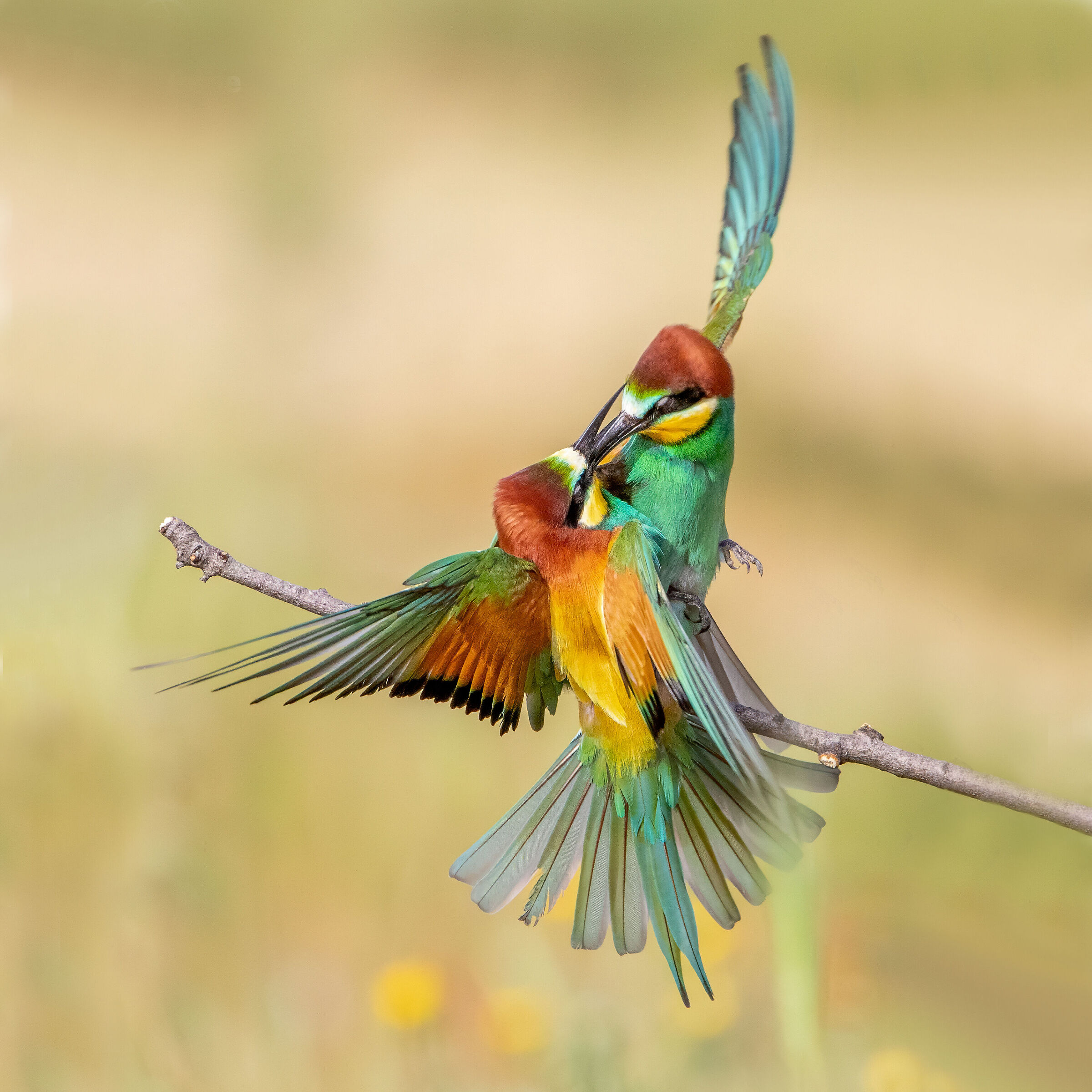 The Kiss - Bee-eaters