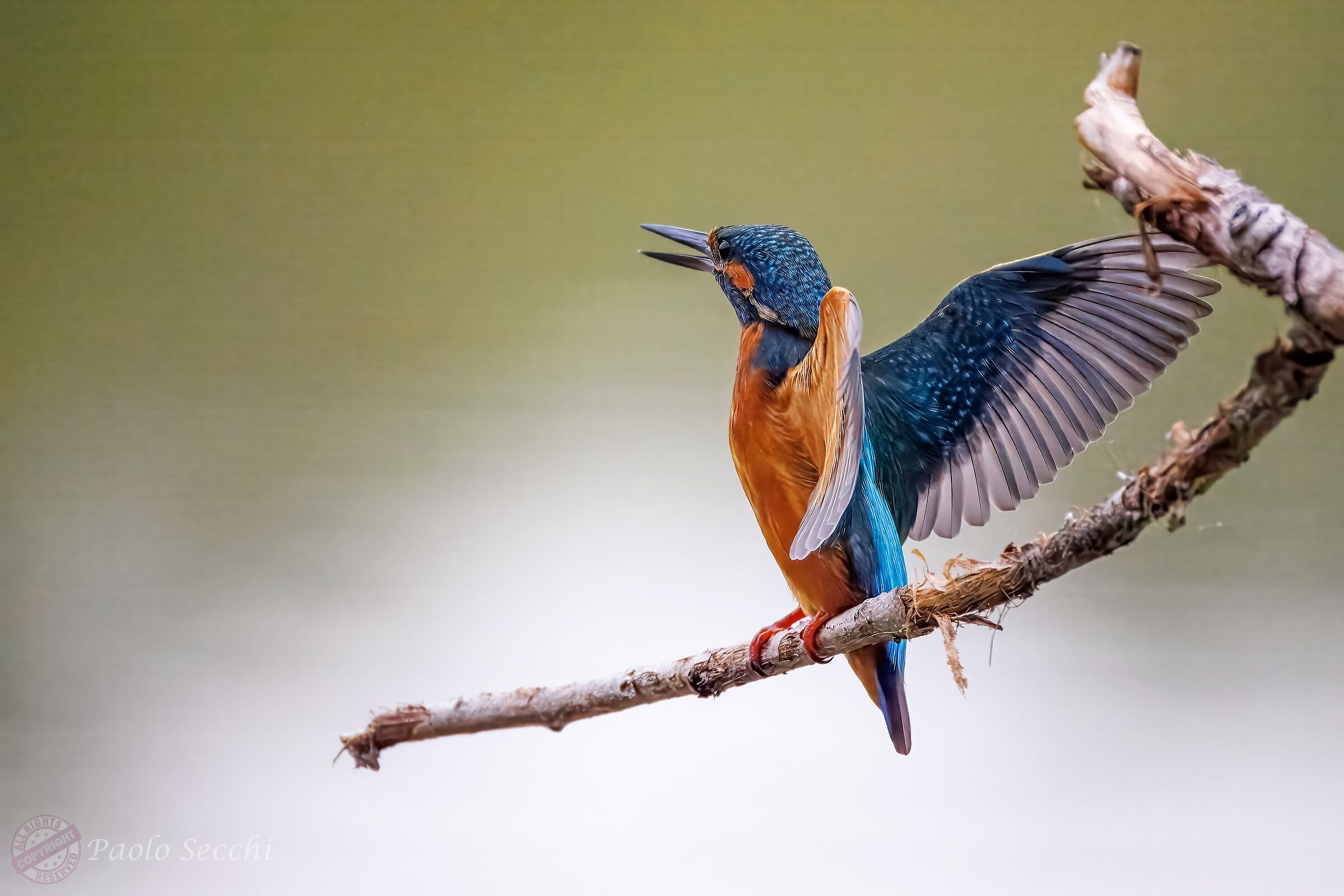 O' guaglione nnamurato!