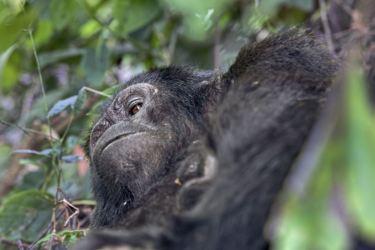Gorilla di montagna