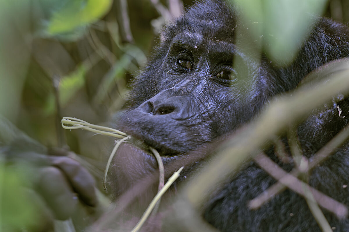 Gorilla di montagna