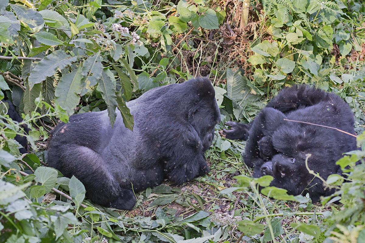 Mountain Gorilla