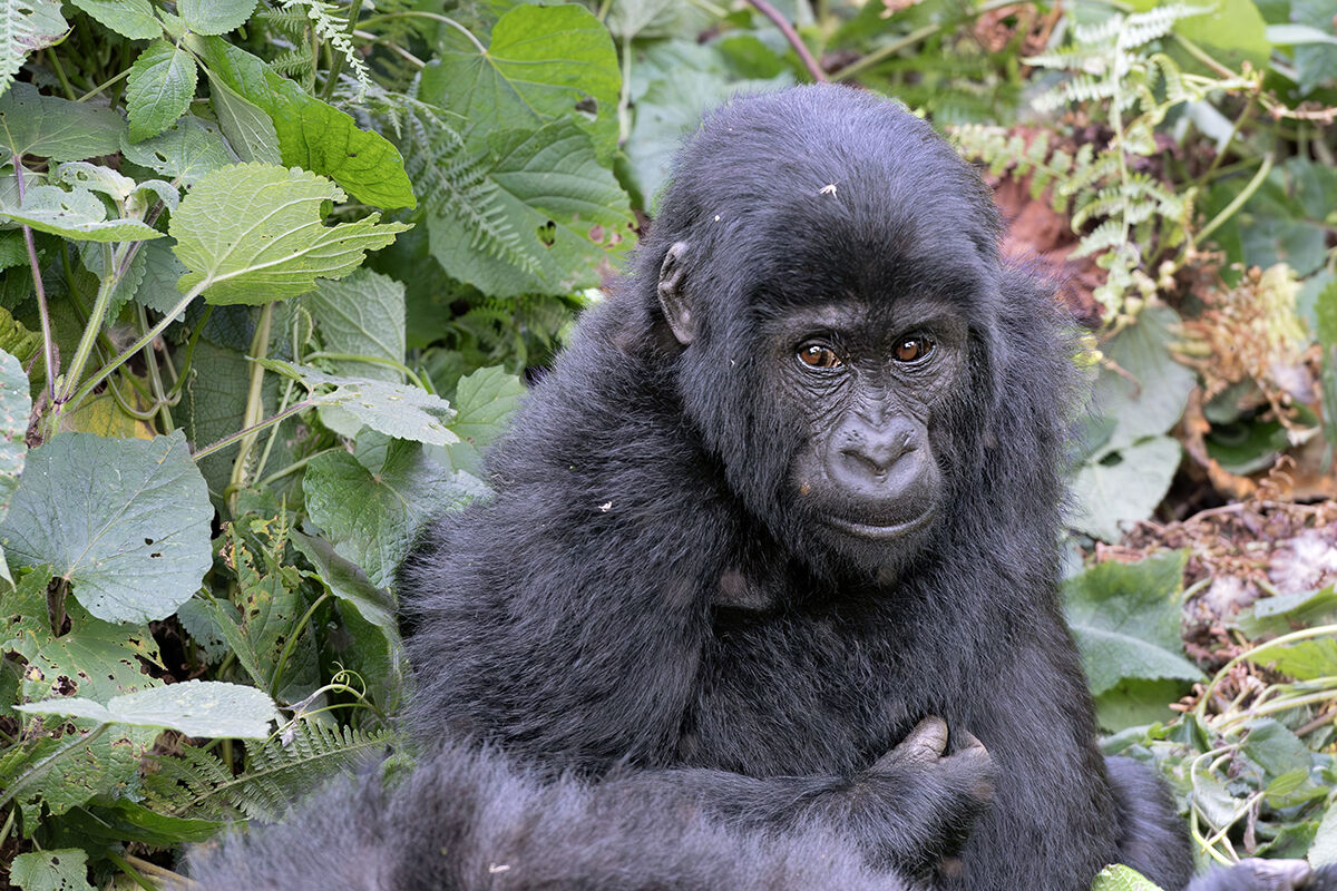 Gorilla di montagna