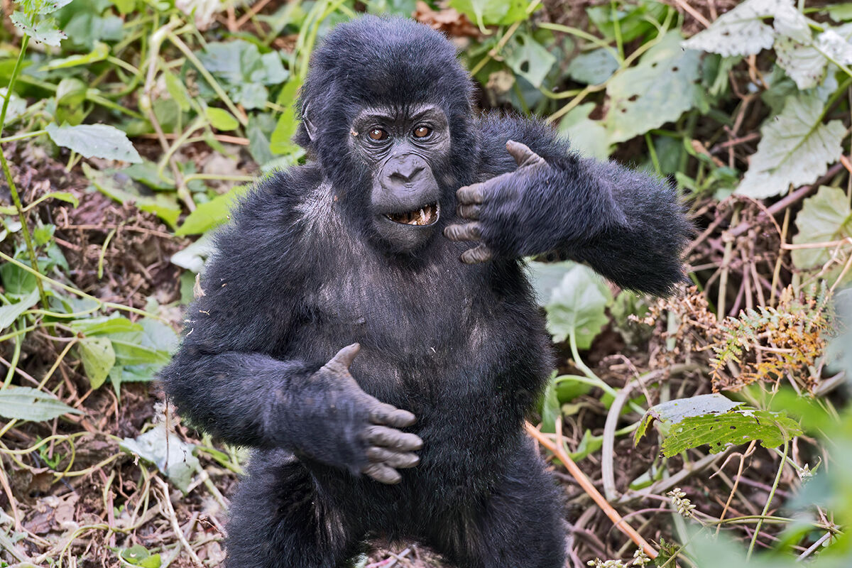 Gorilla di montagna