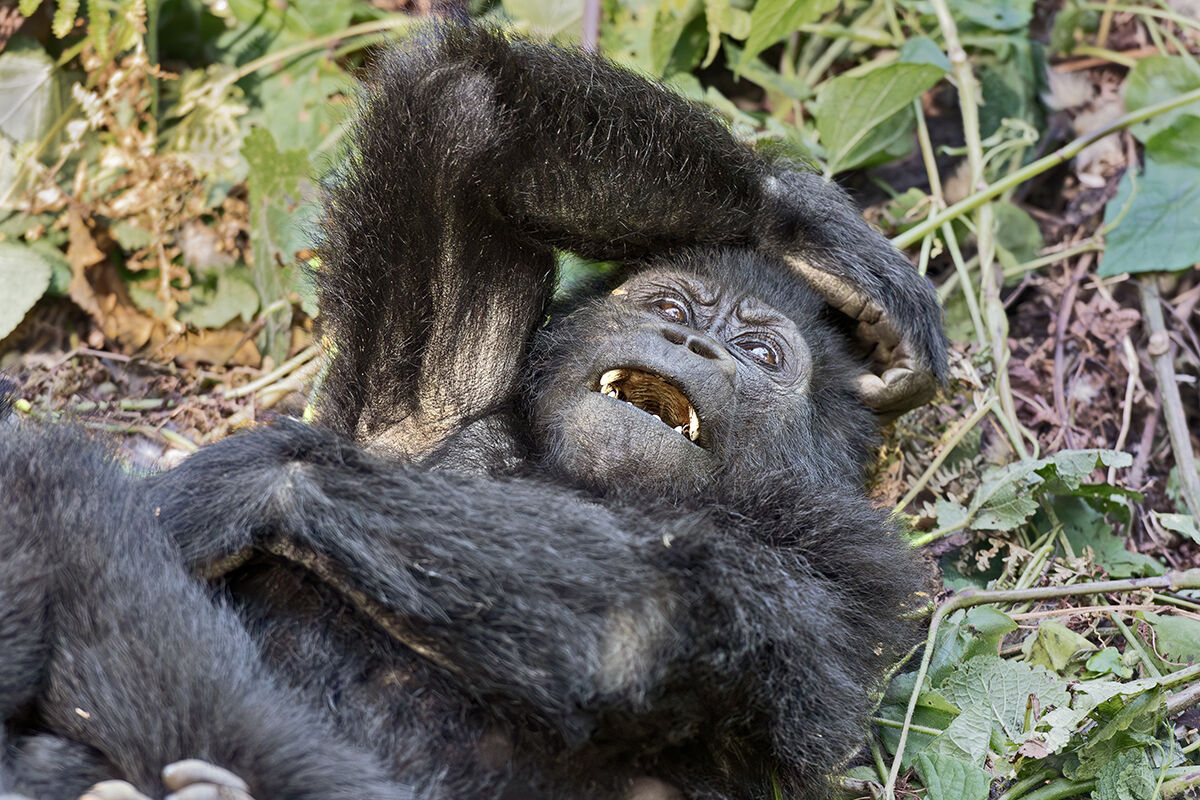 Gorilla di montagna