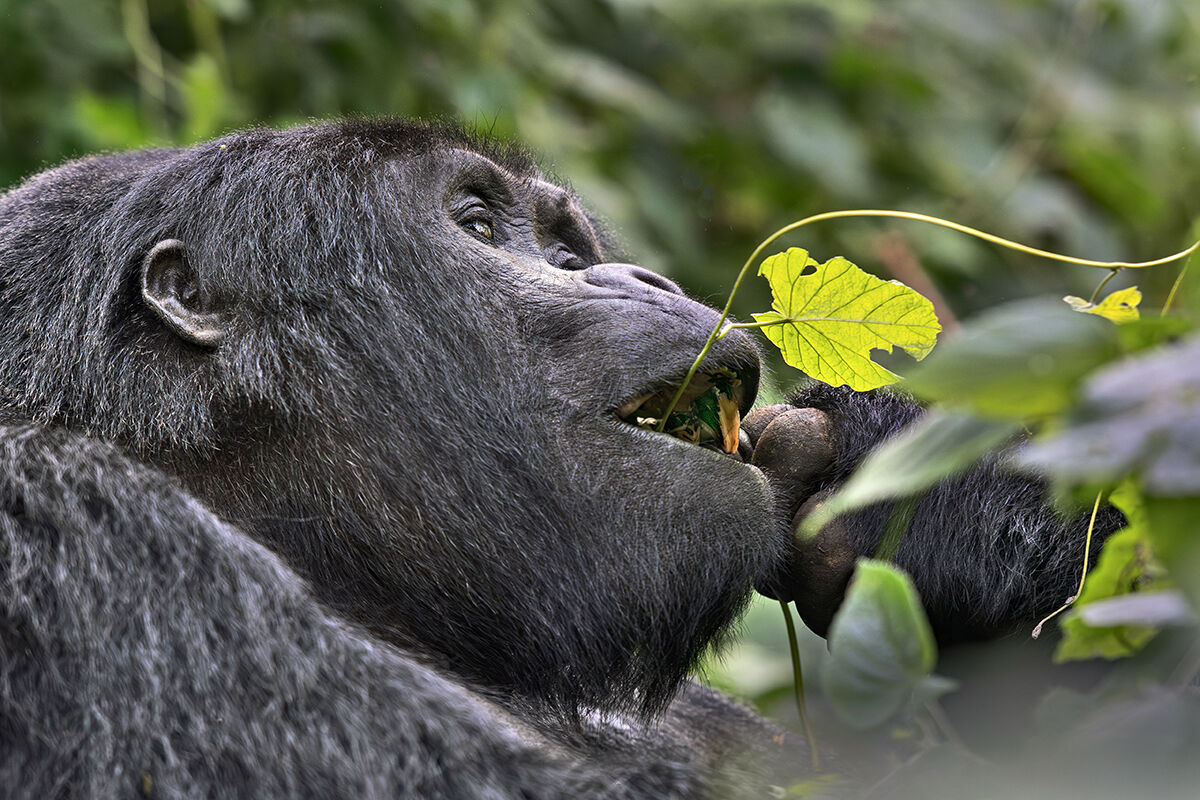 Mountain Gorilla