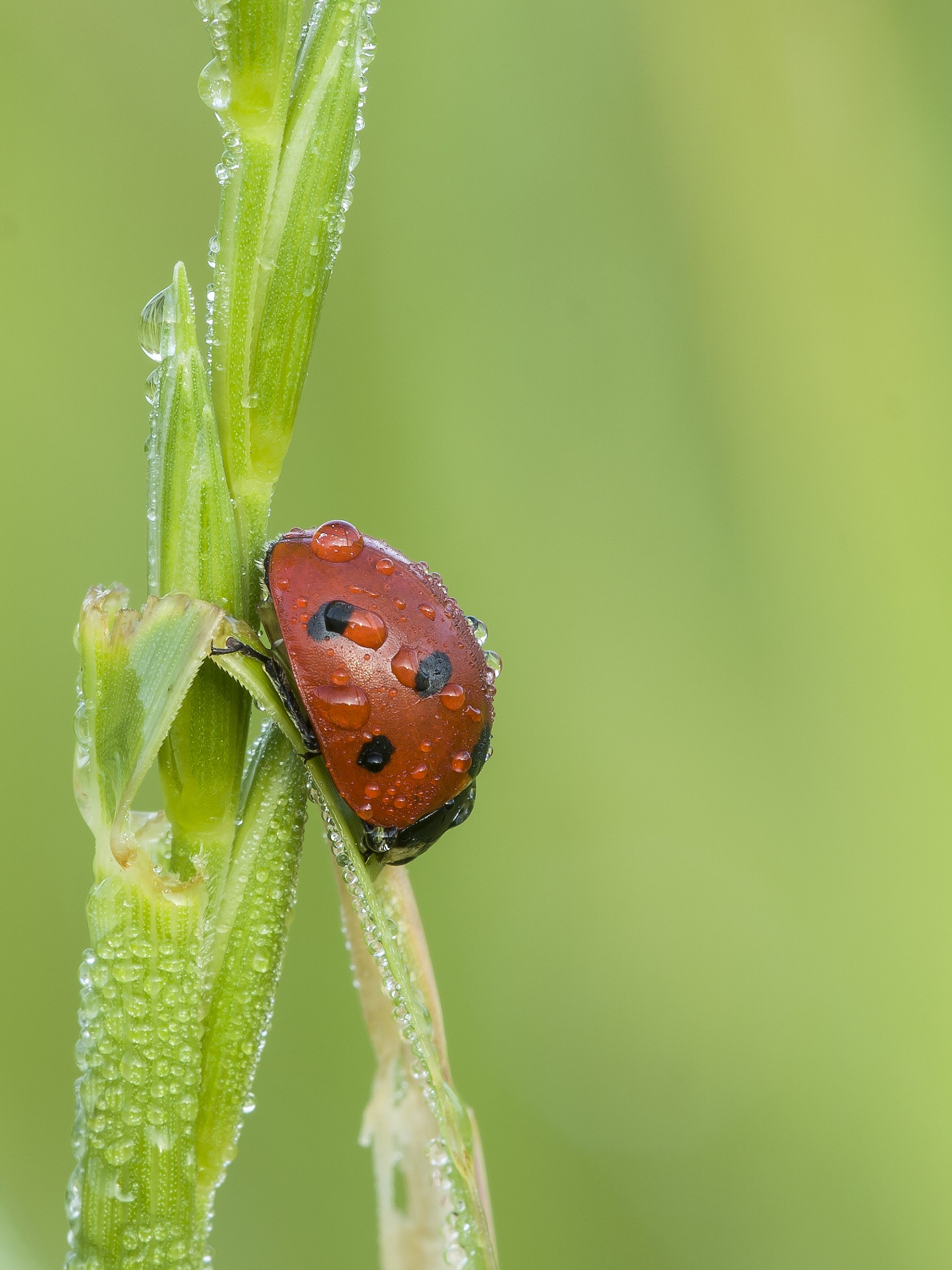 prime luci dell'alba