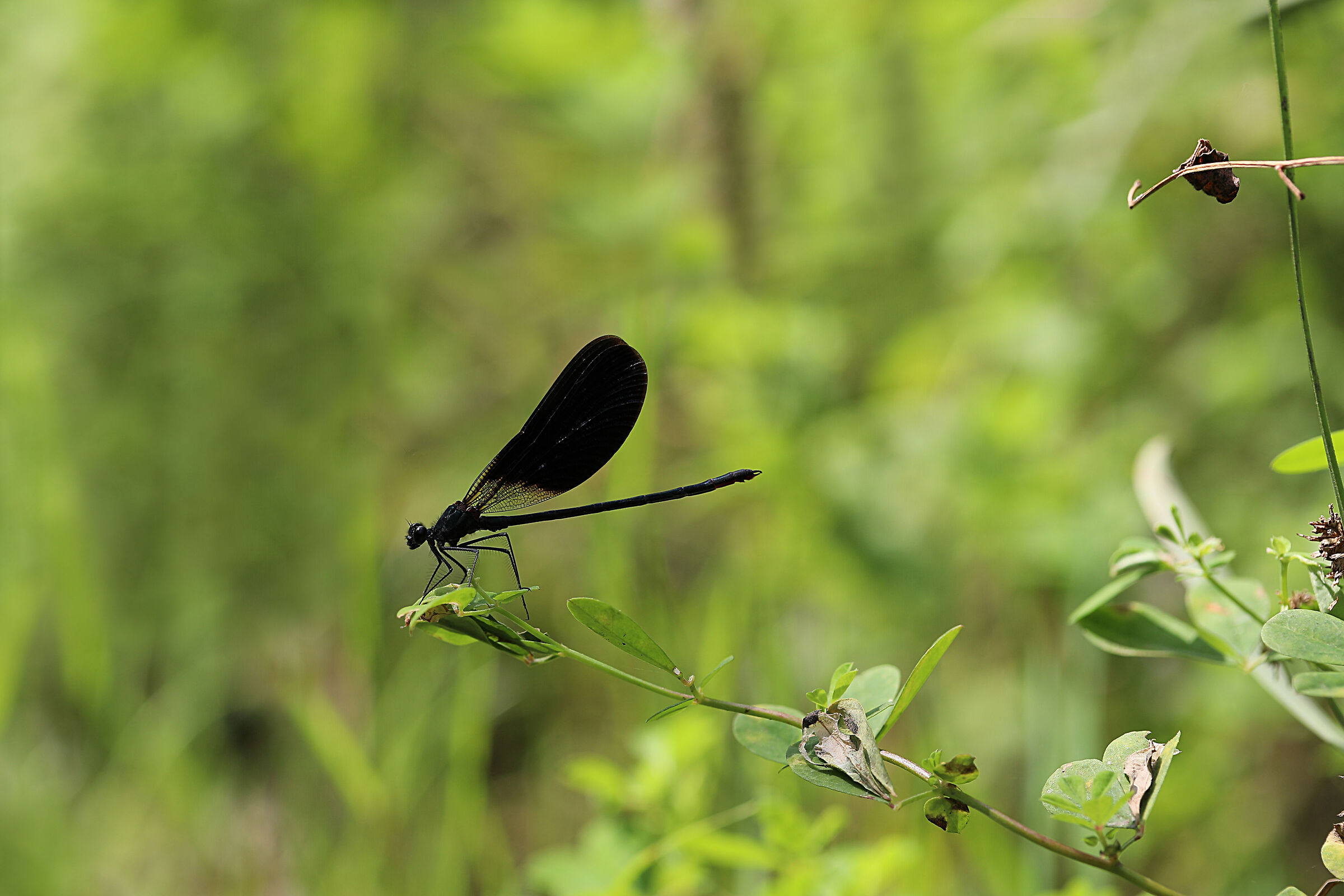 Black Bridesmaid (male)