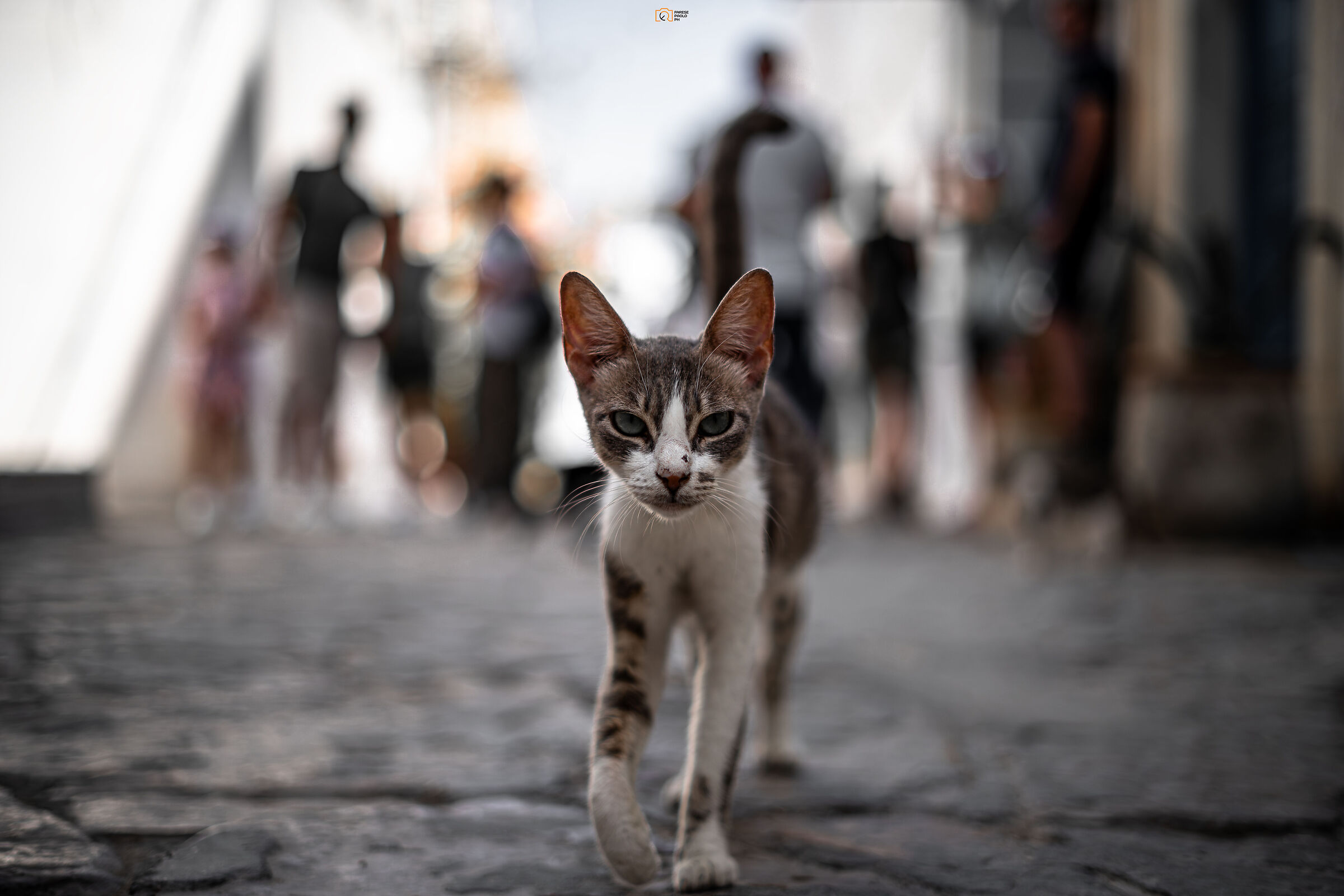 a Tunisian cat