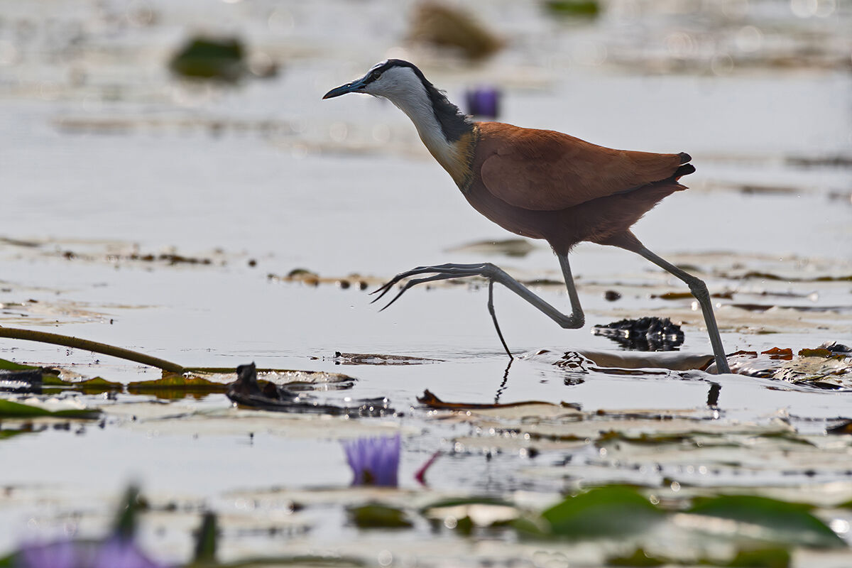 Jacana