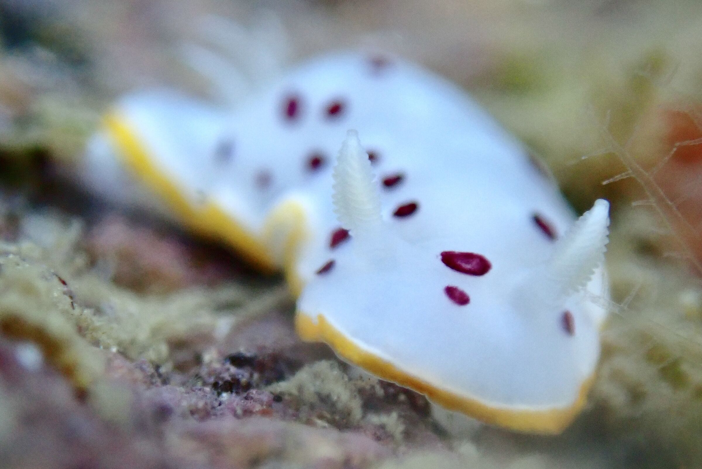 Cromodoride a pois rossi (Felimida elegantula)