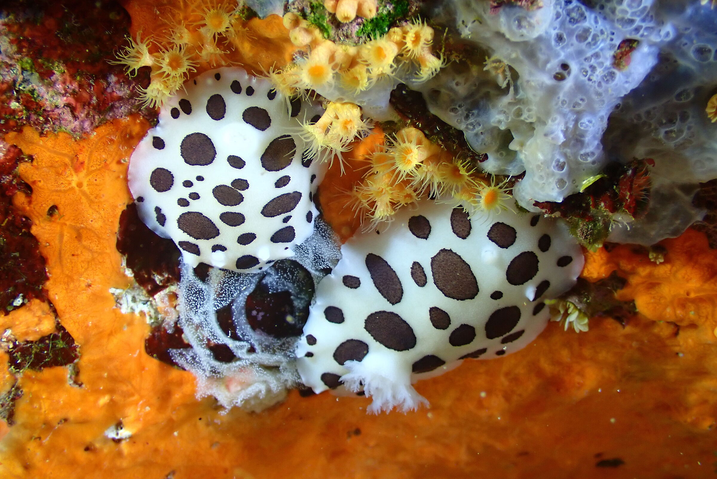 Doride vacchetta (Peltodoris atromaculata)