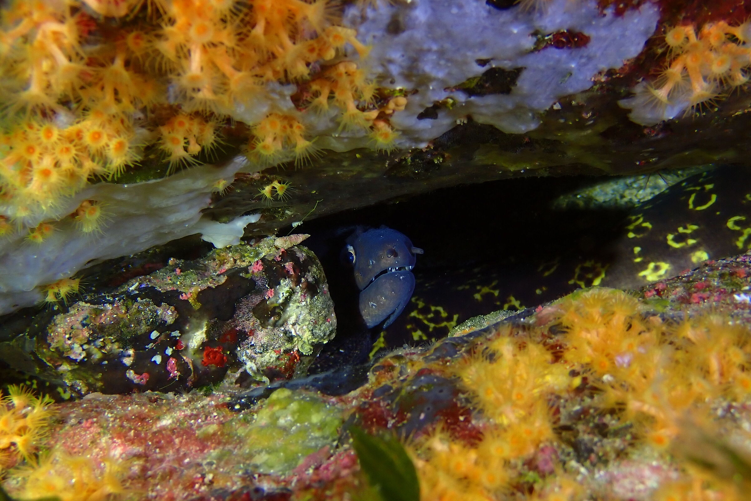 Muraena helena
