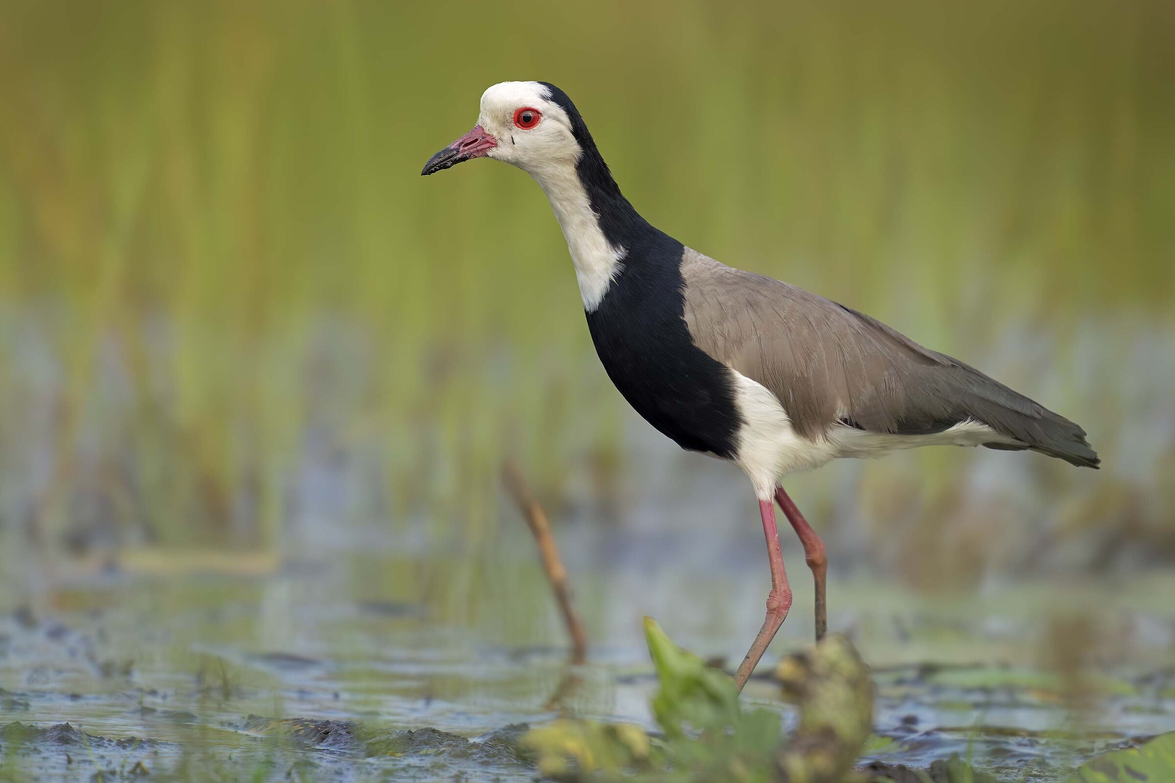 Pavoncella beccorosso