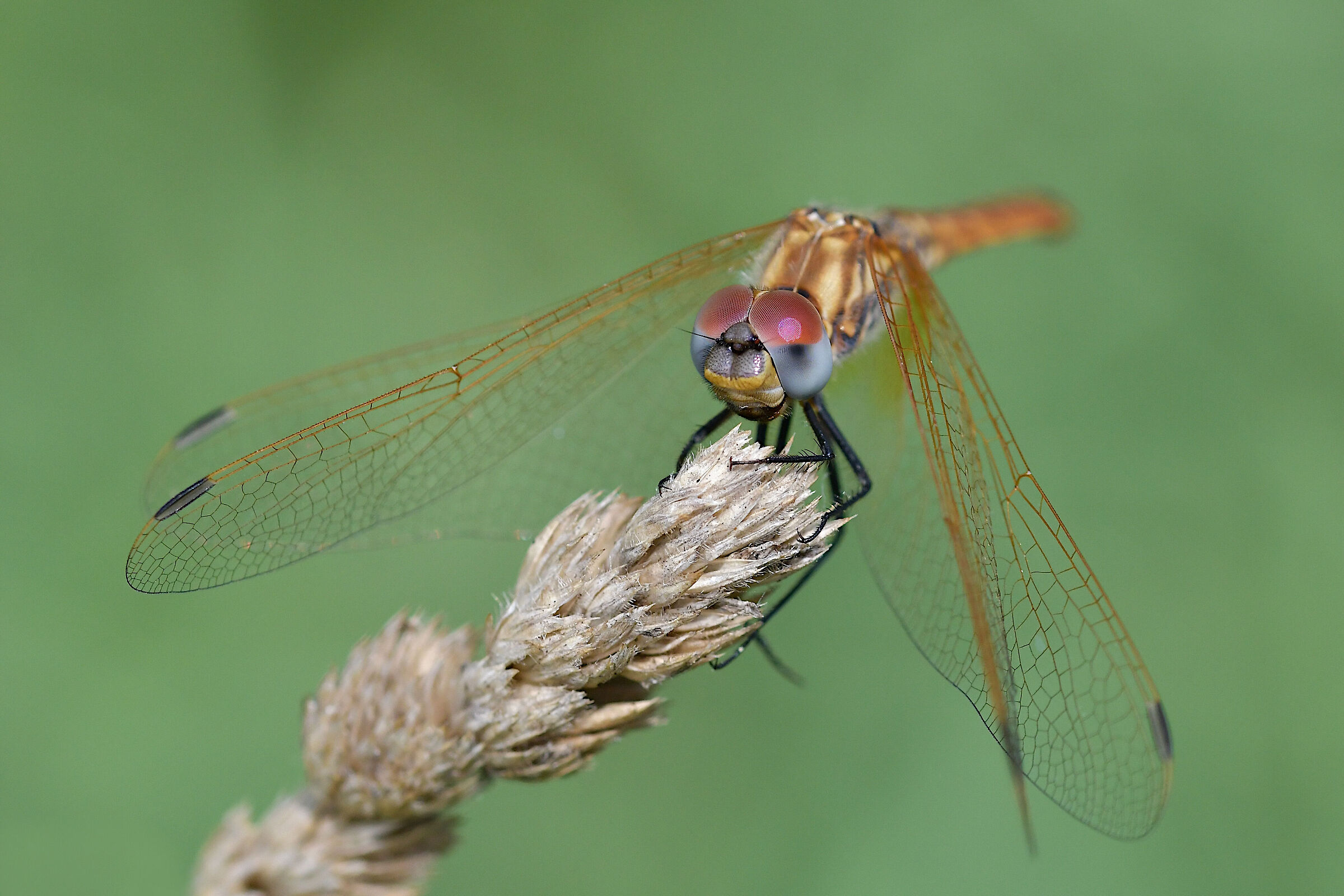 Sympetrum