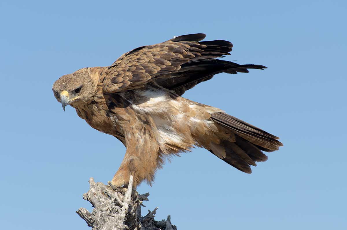 Etosha's Eagle