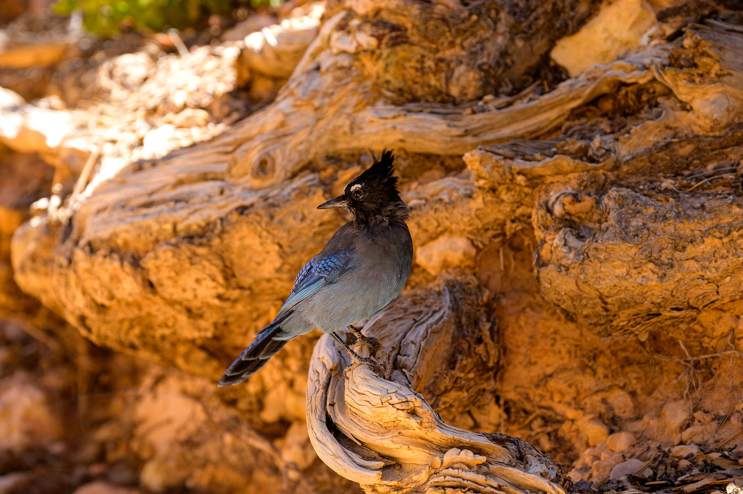 Steller's Jay
