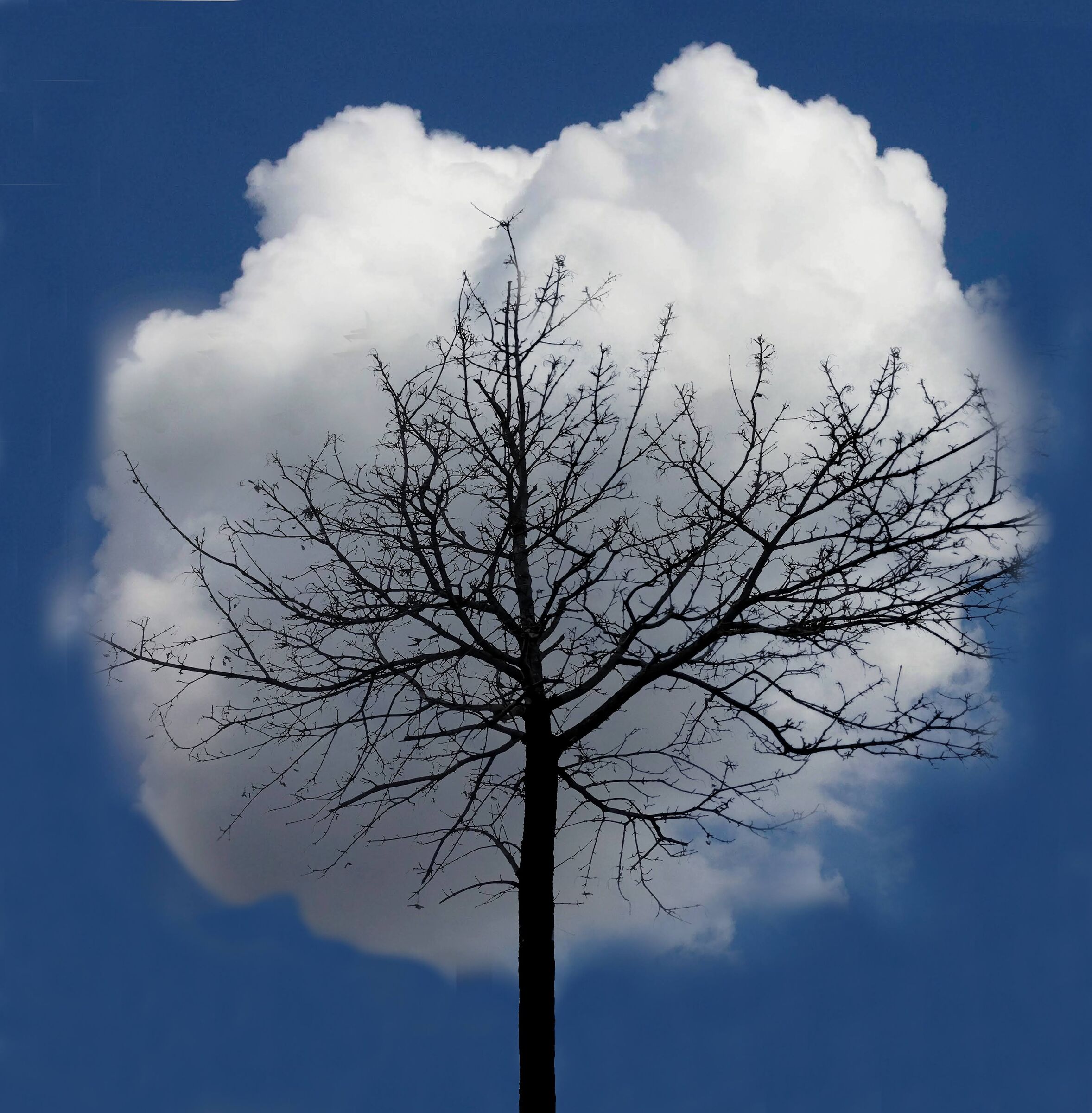 Cloud Tree