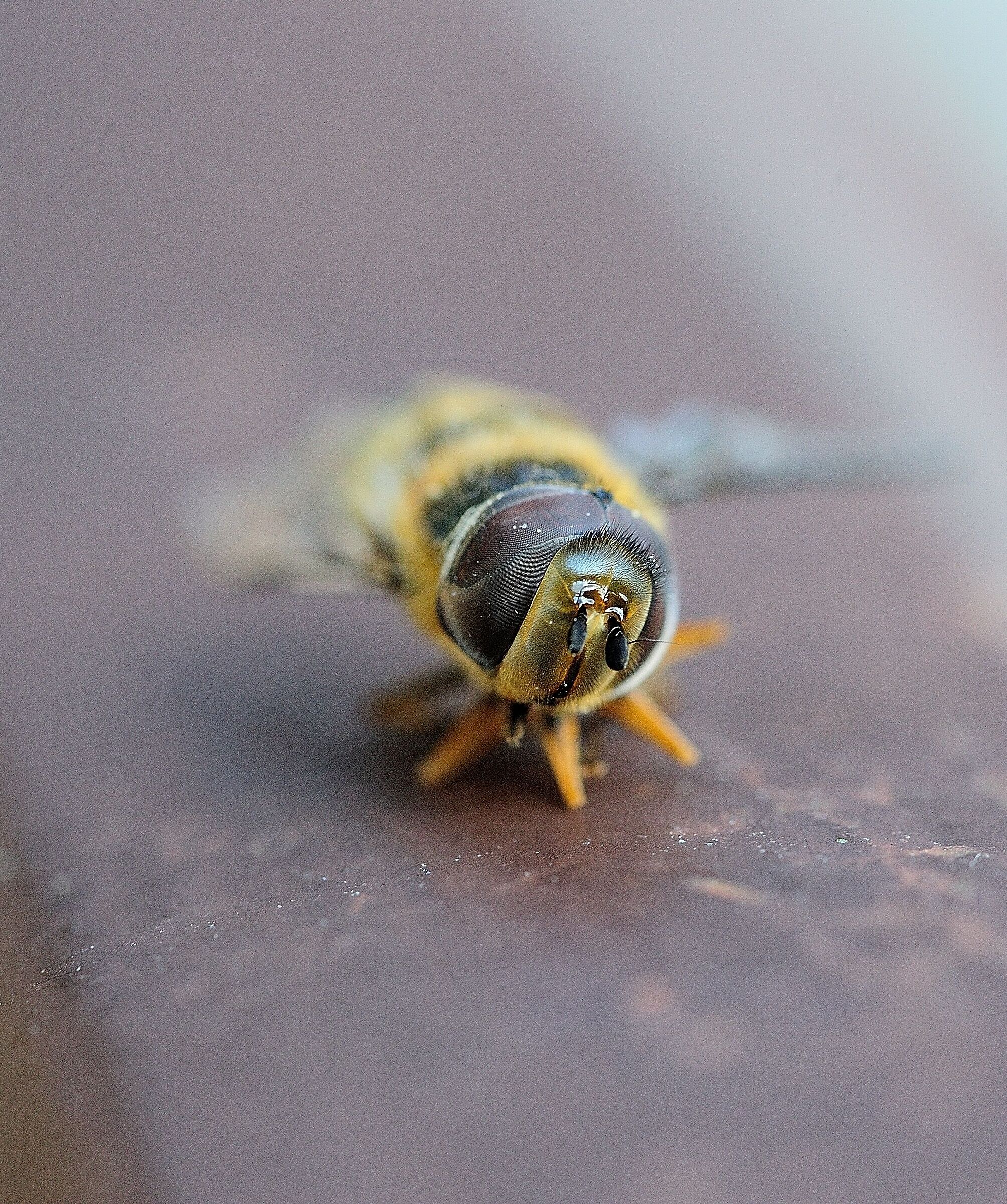 Eristalis Tenax
