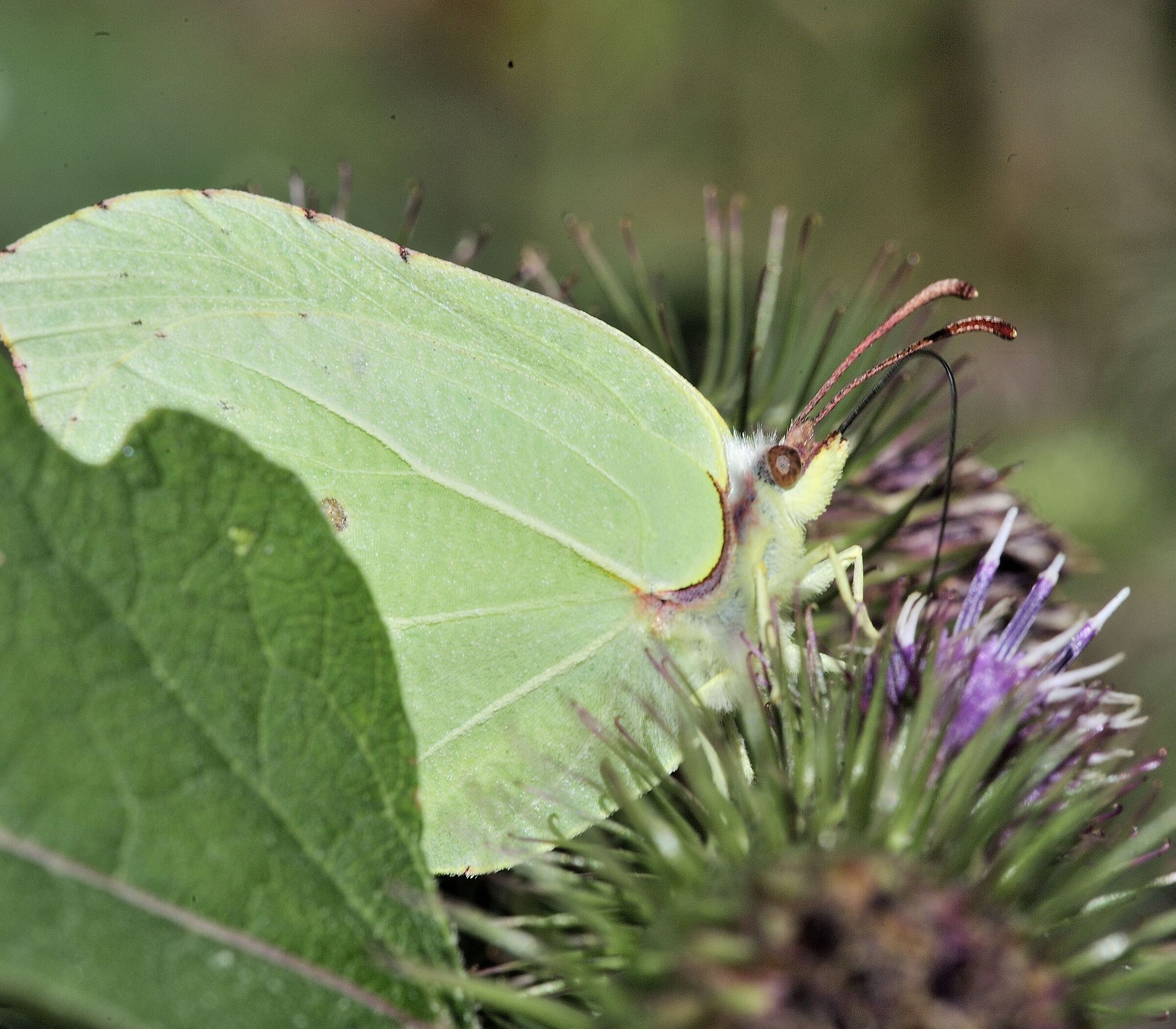 Cedronella intenta a nutrirsi