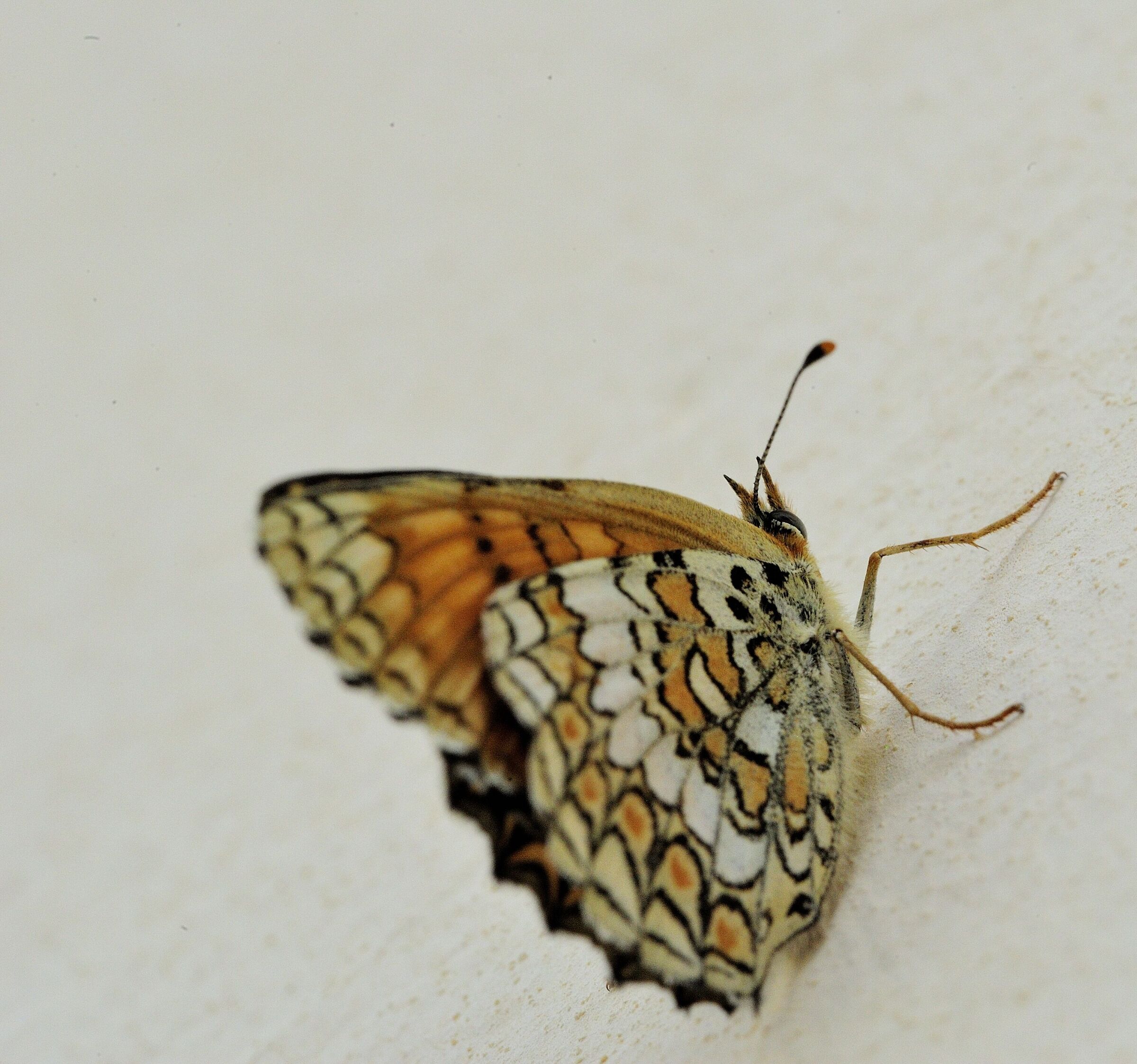 Melitaea phoebe
