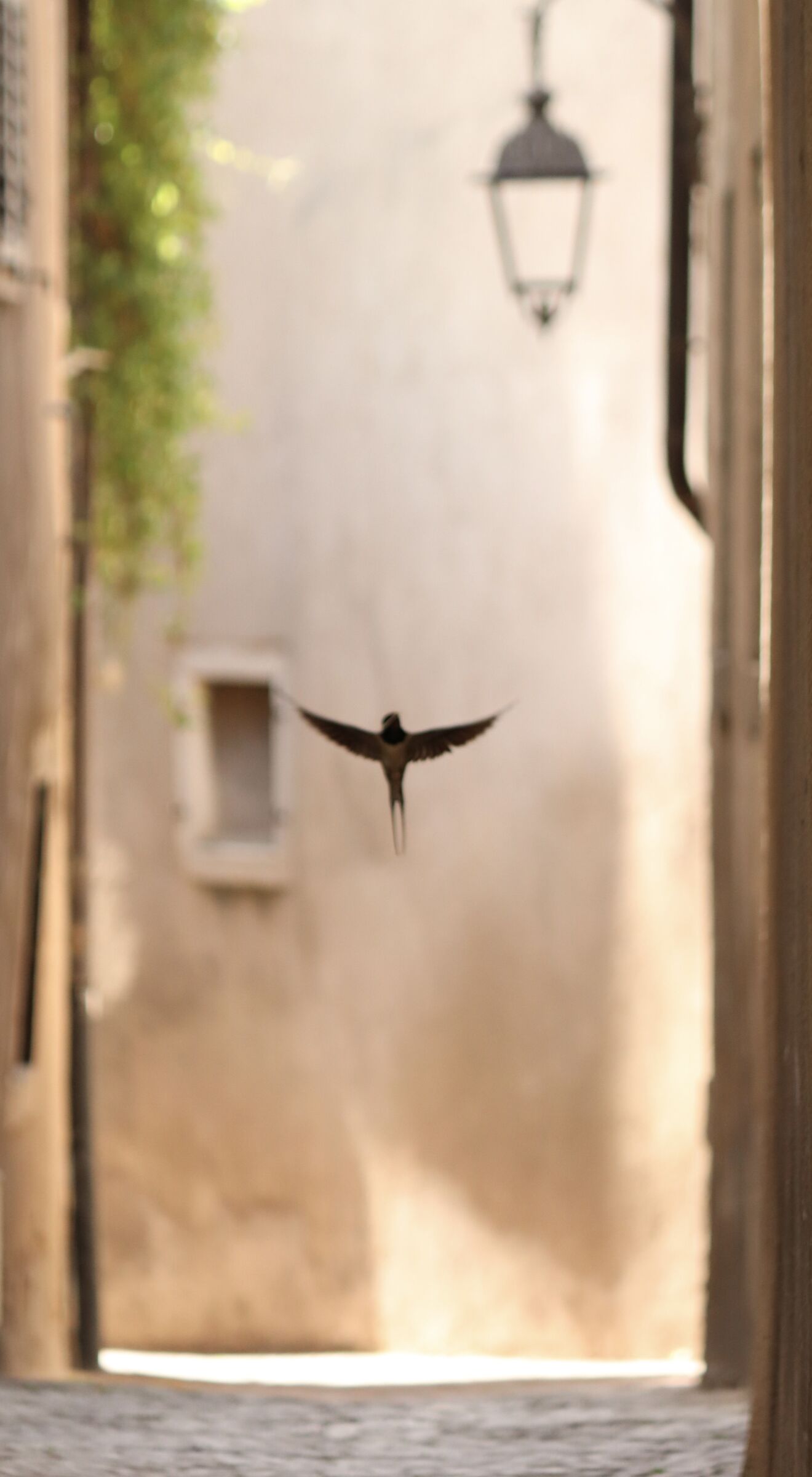 Swallow