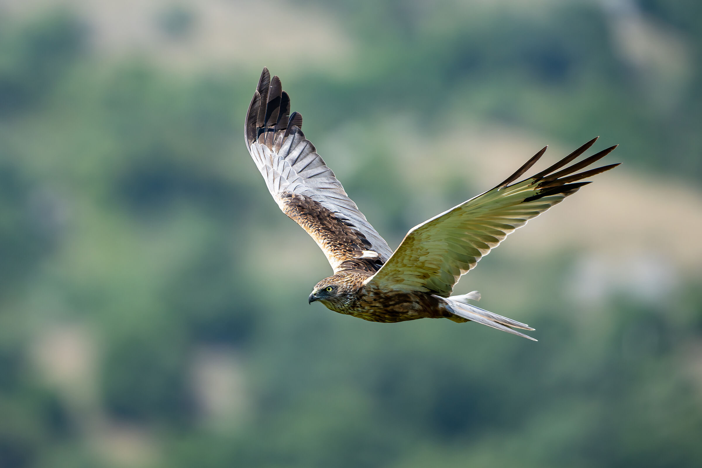 Marsh Harrier