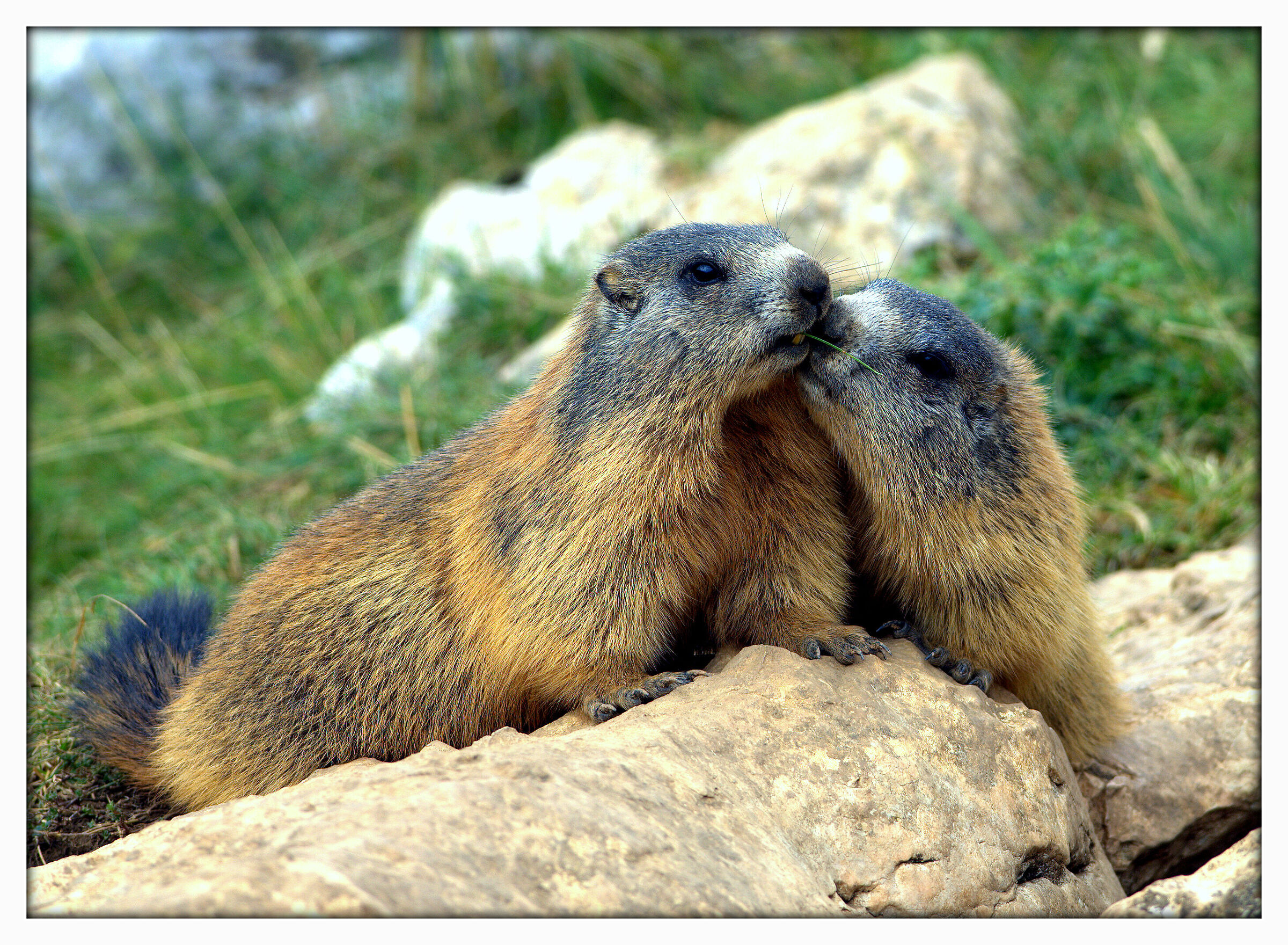 ...per un filo d'erba...