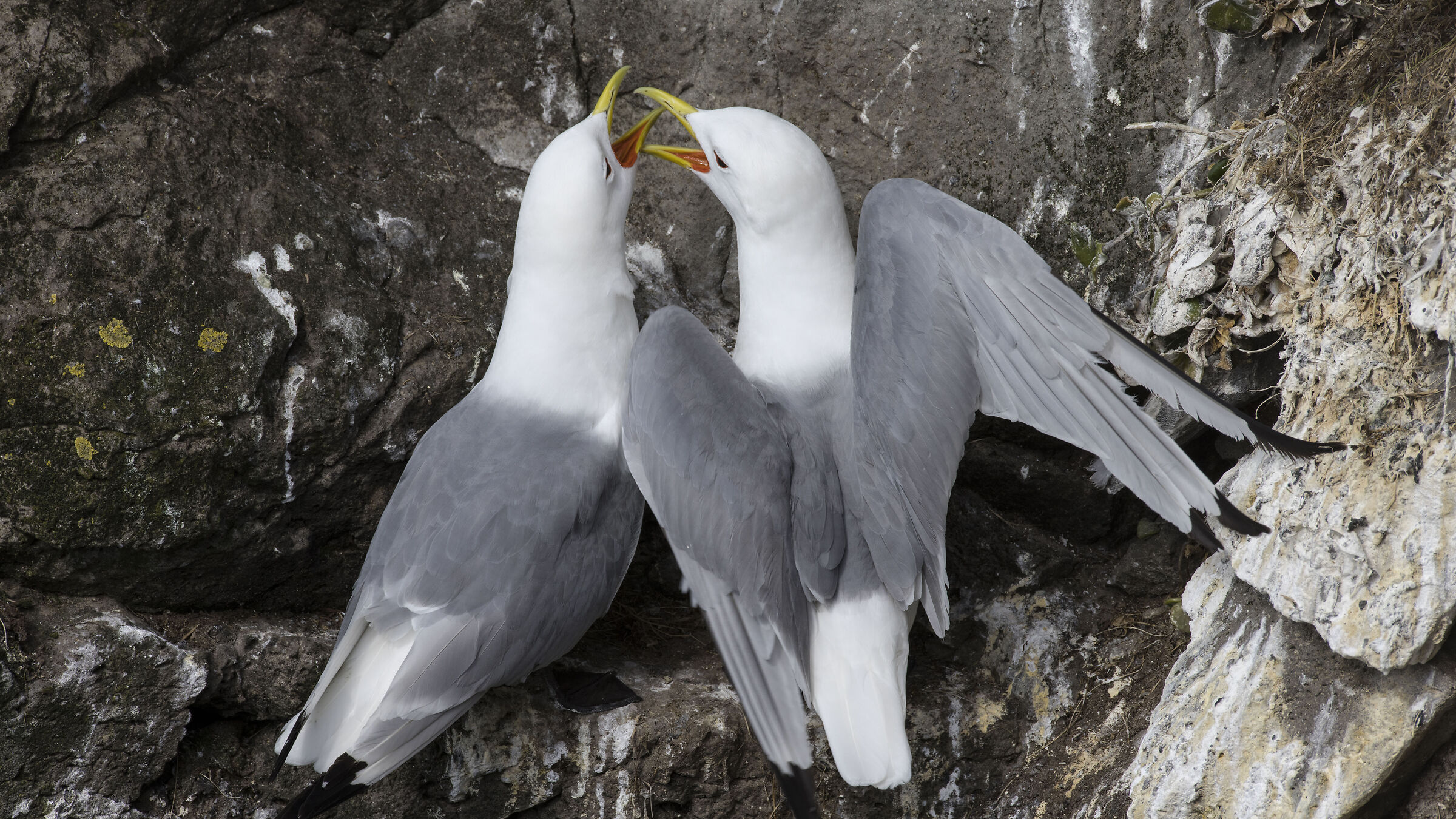 Three-toed Gulls, Pair at the Nest (Iceland)