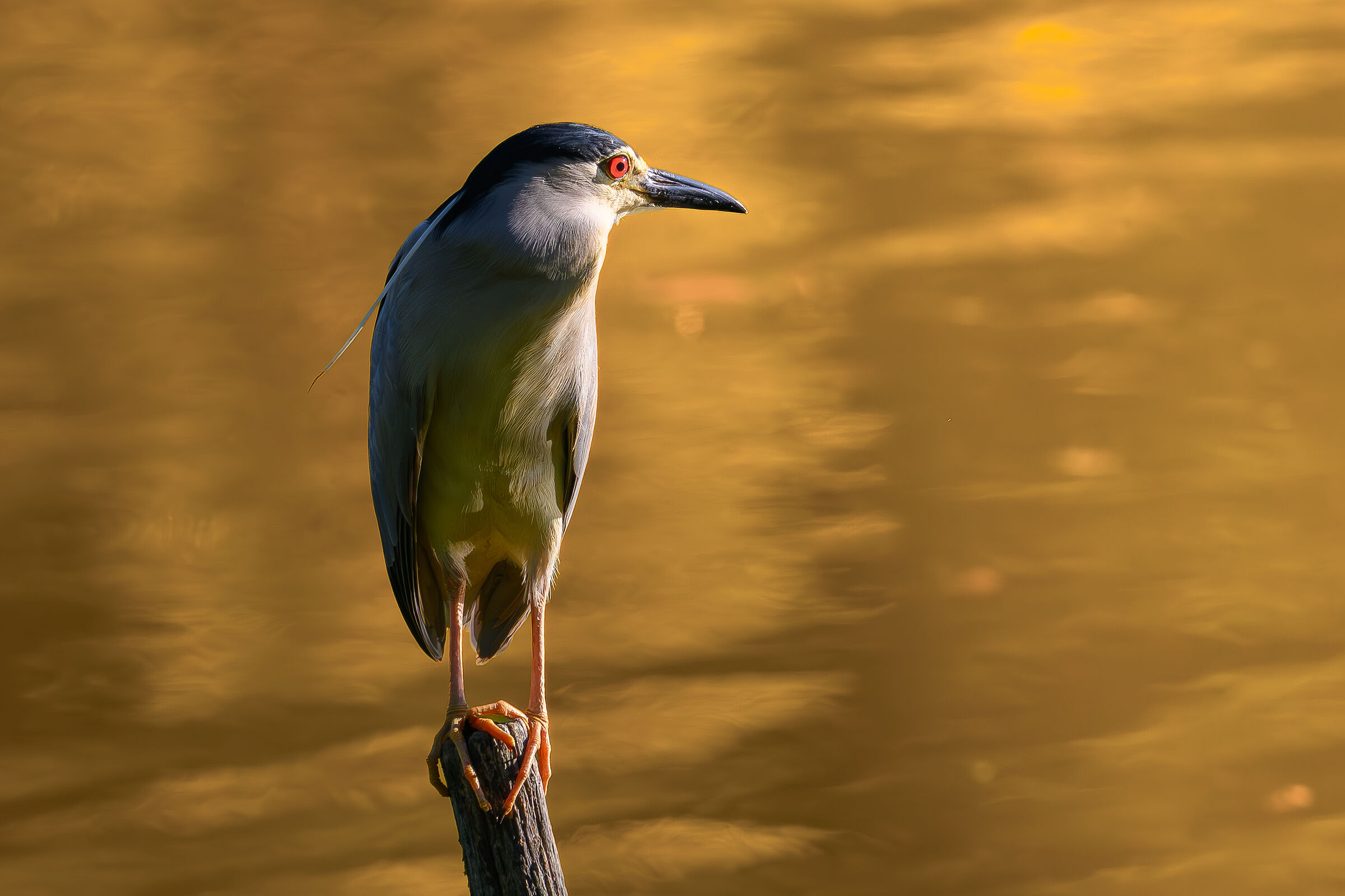 At sunrise in the lake