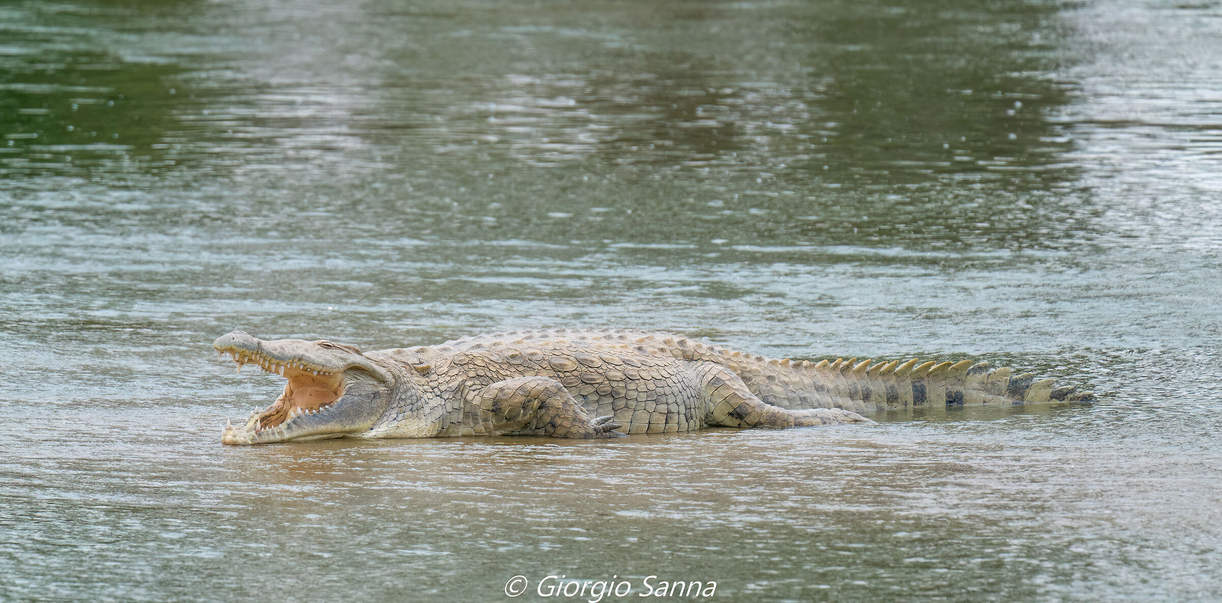 Nile crocodile