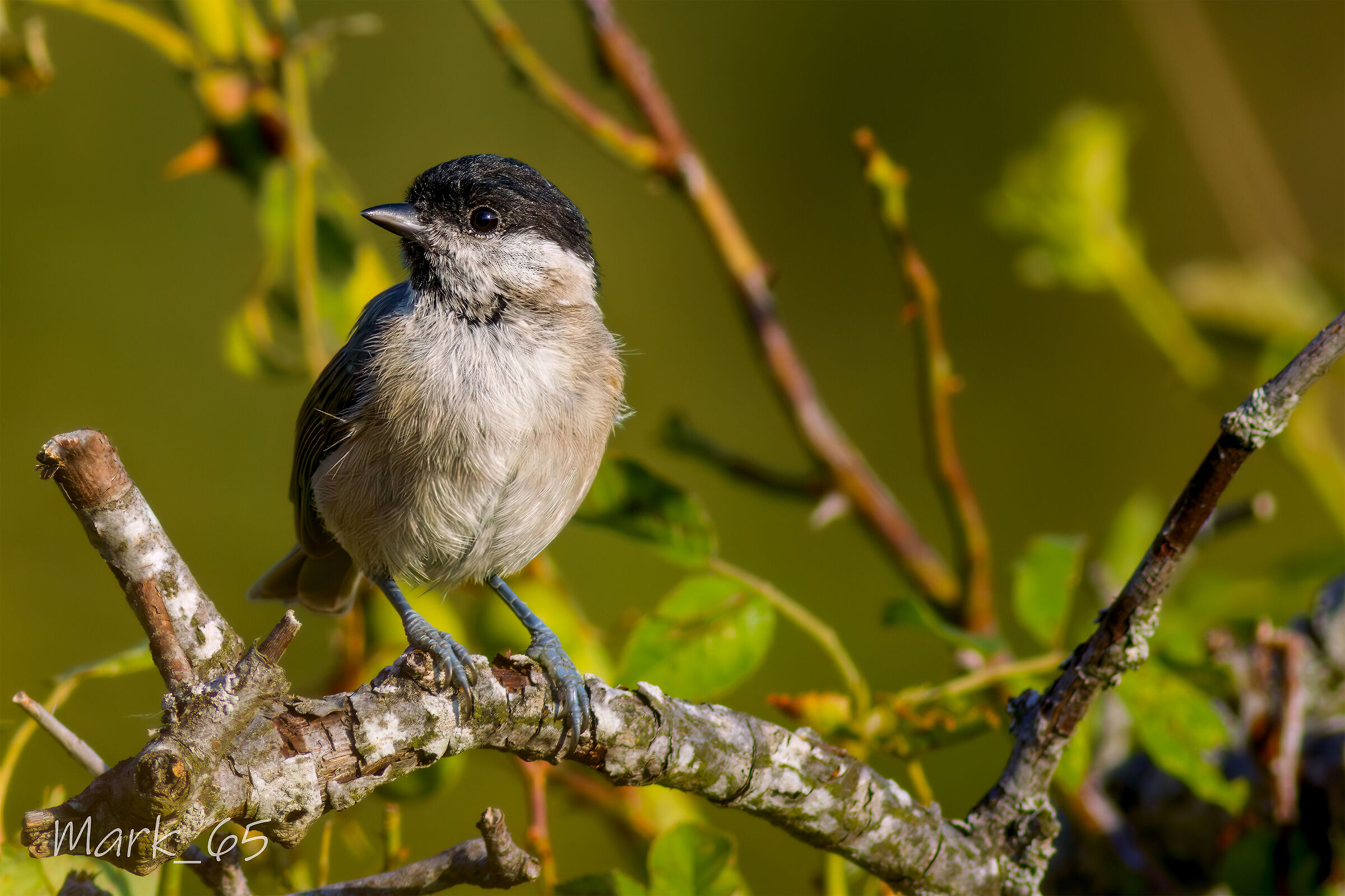 cincia bigia al tramonto