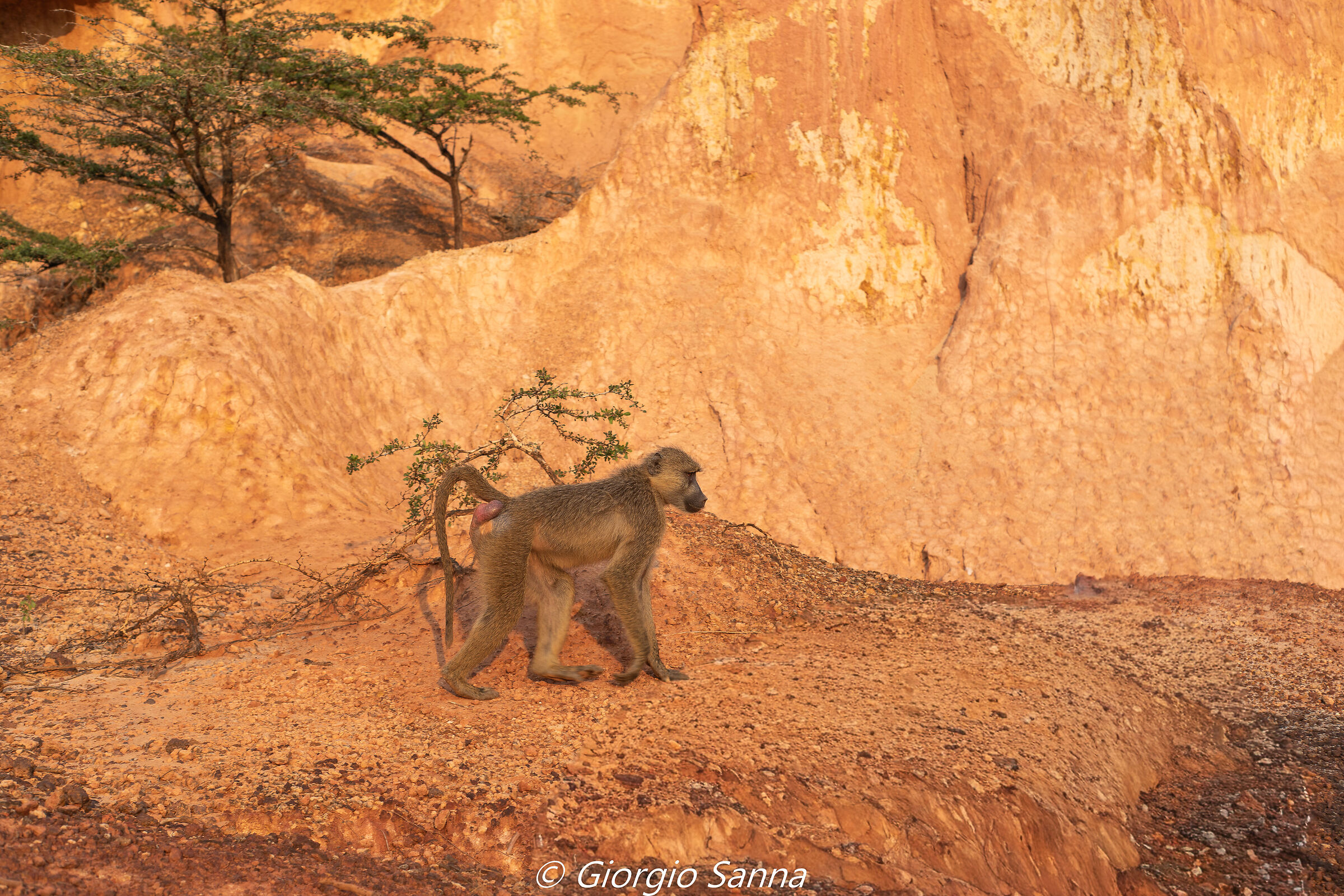 Baboon