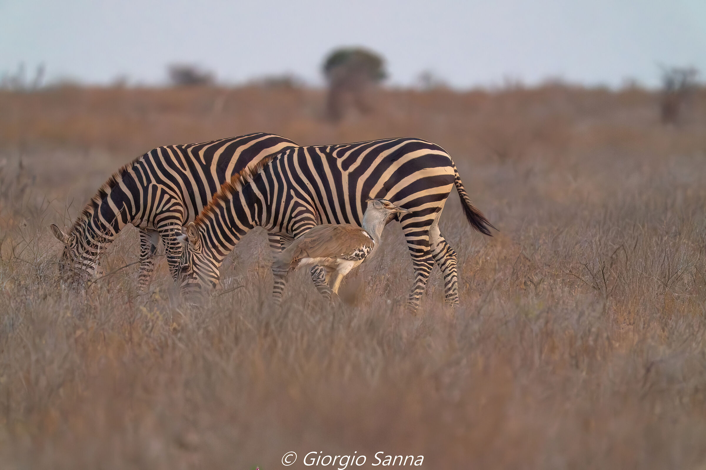 Bustard kori among zebras