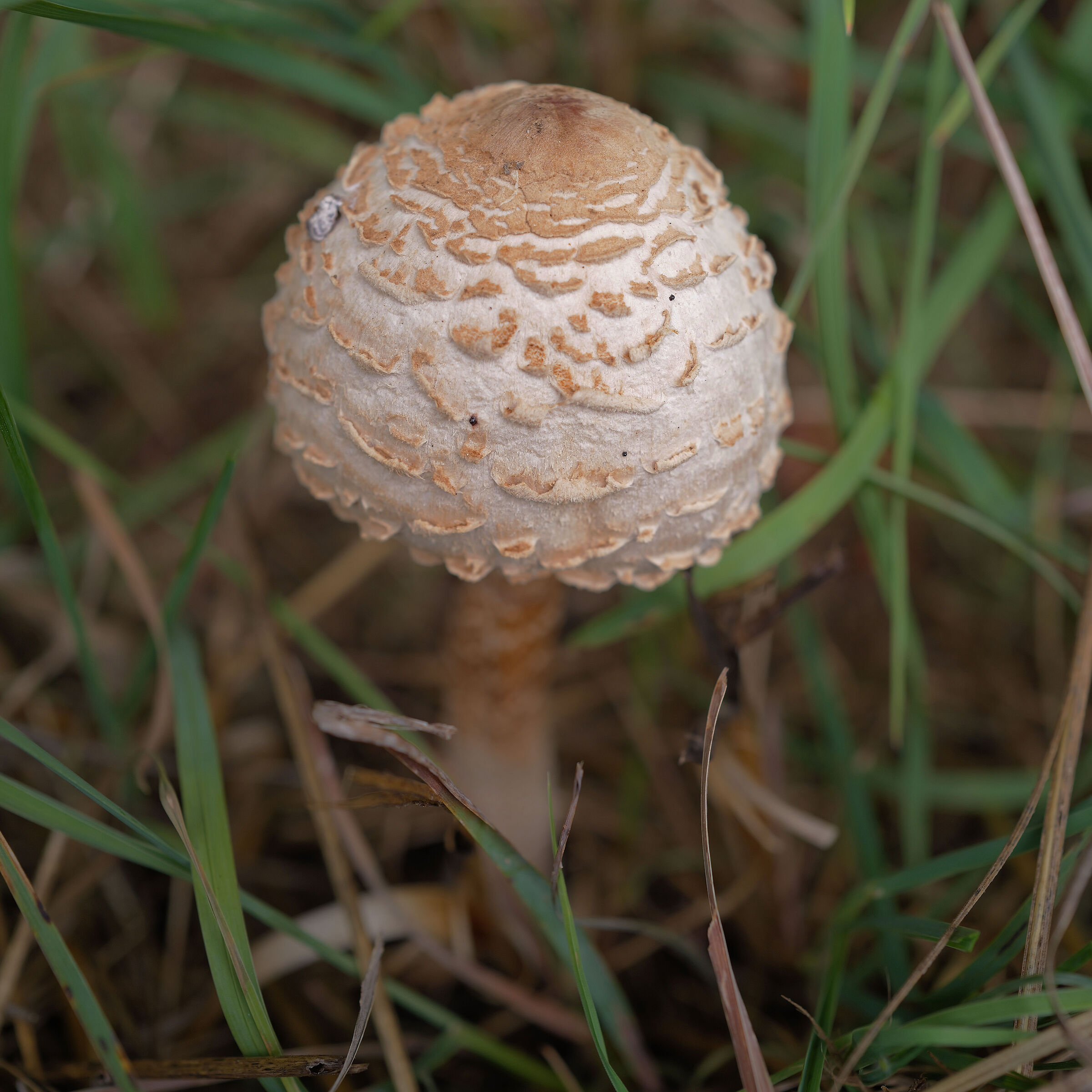 What mushroom is it?