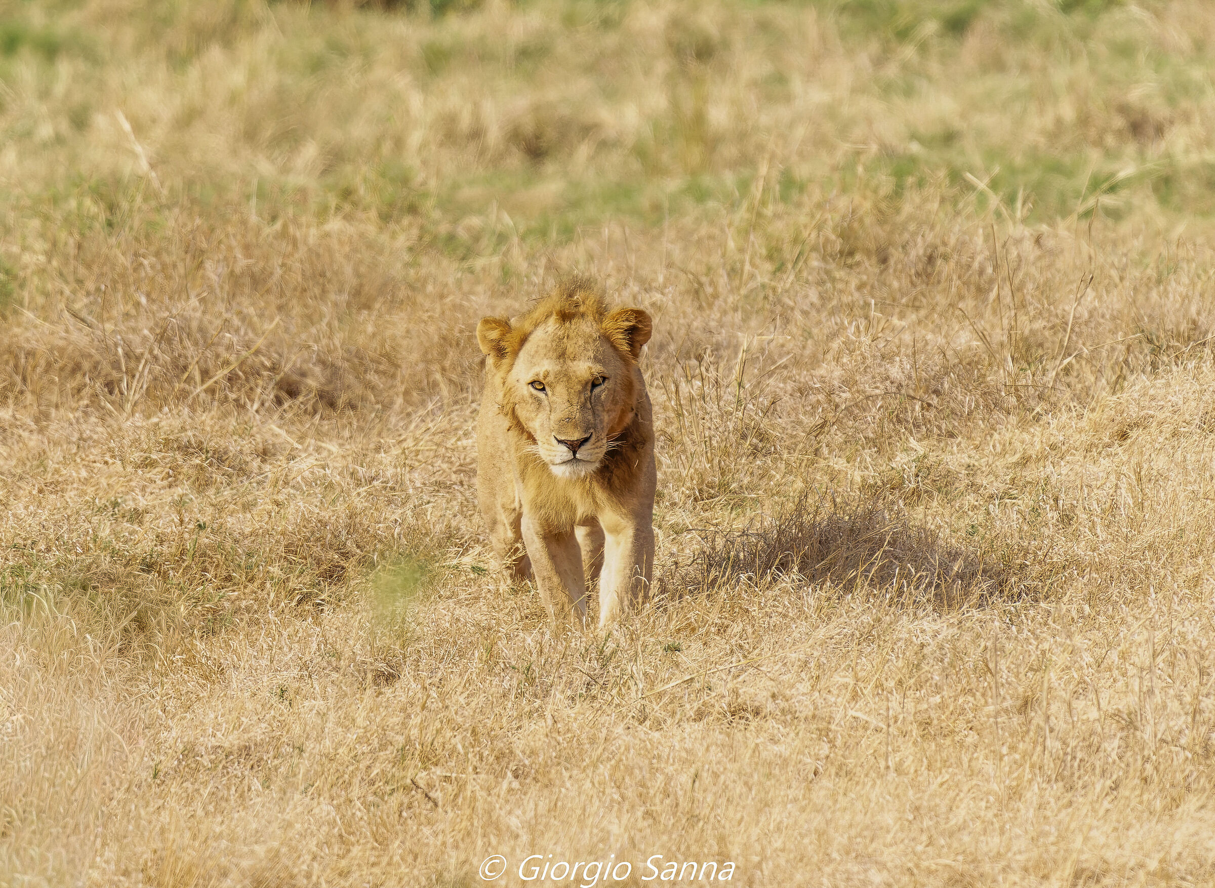 Lion