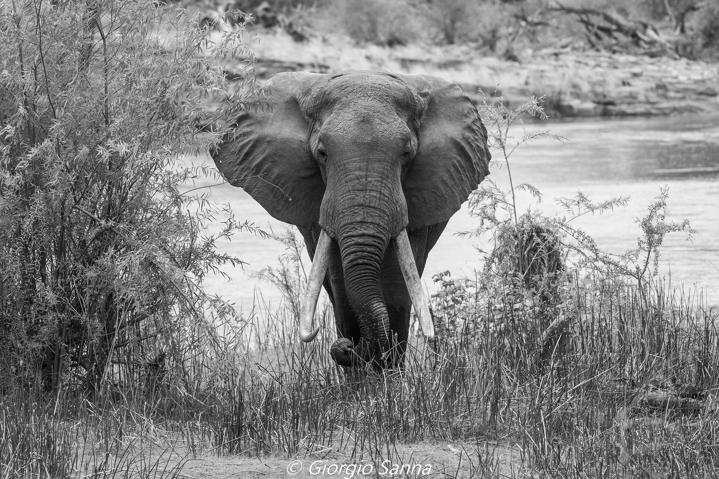 Elephant