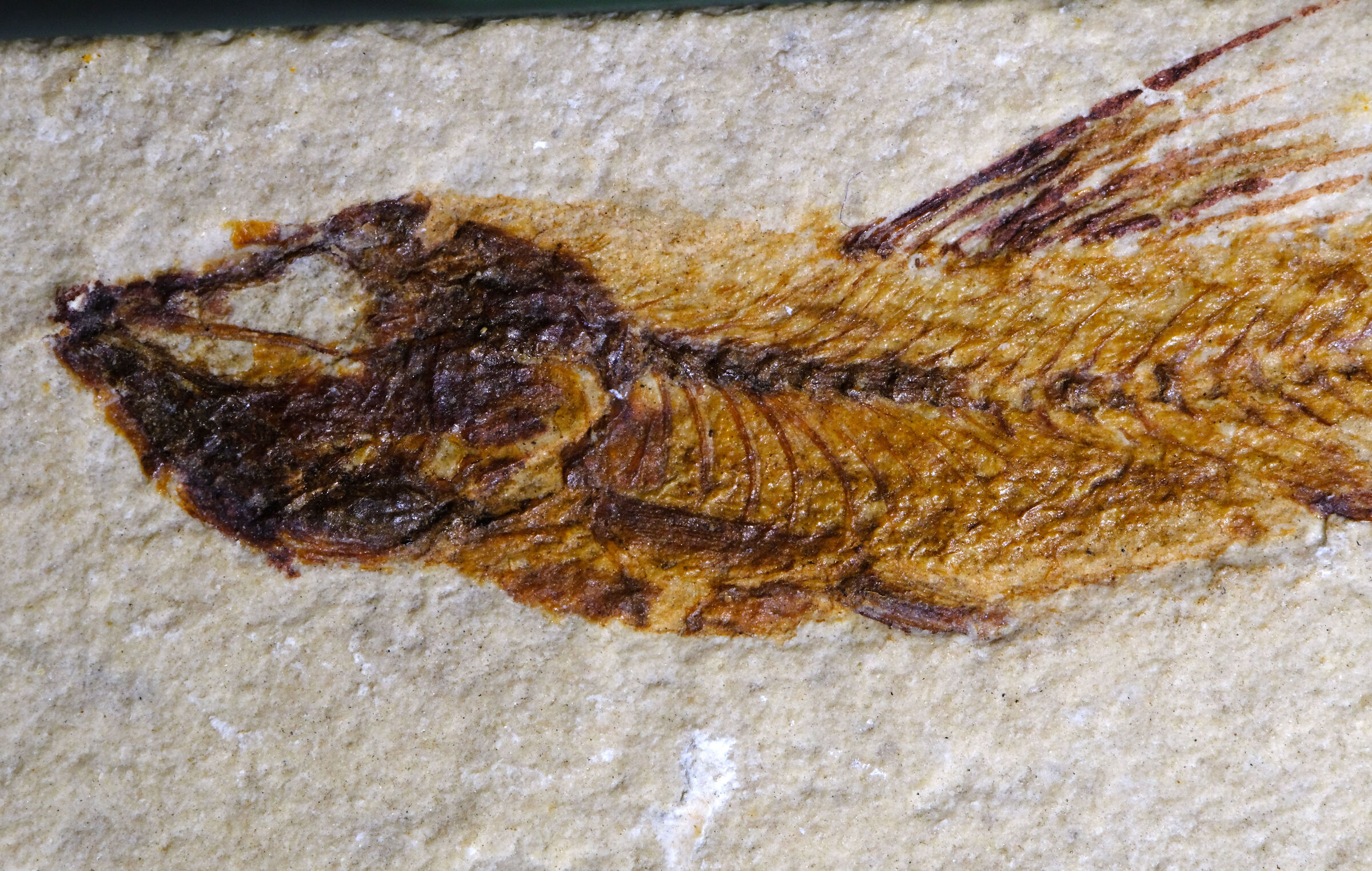 Fossil fish of Bolca