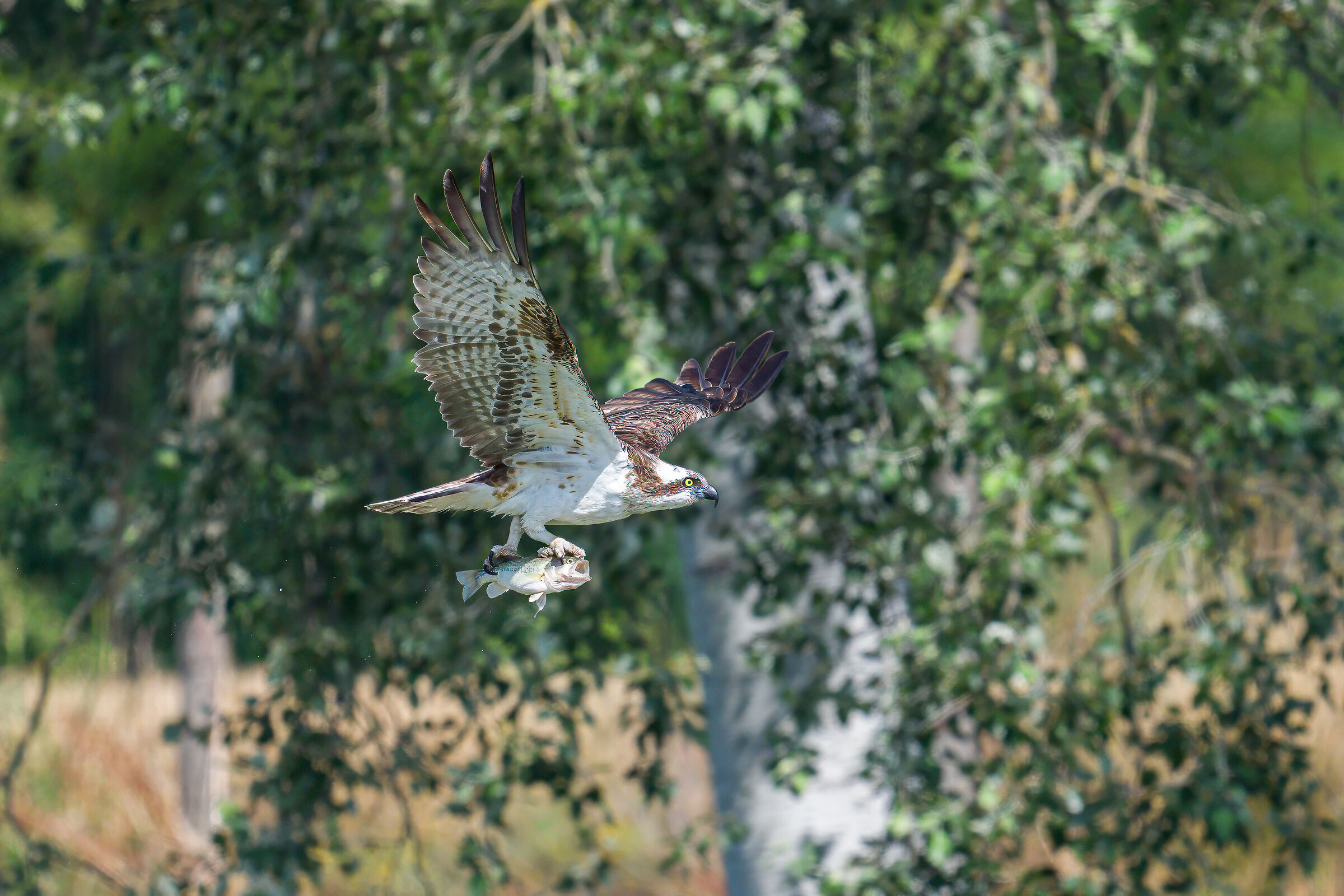 Osprey