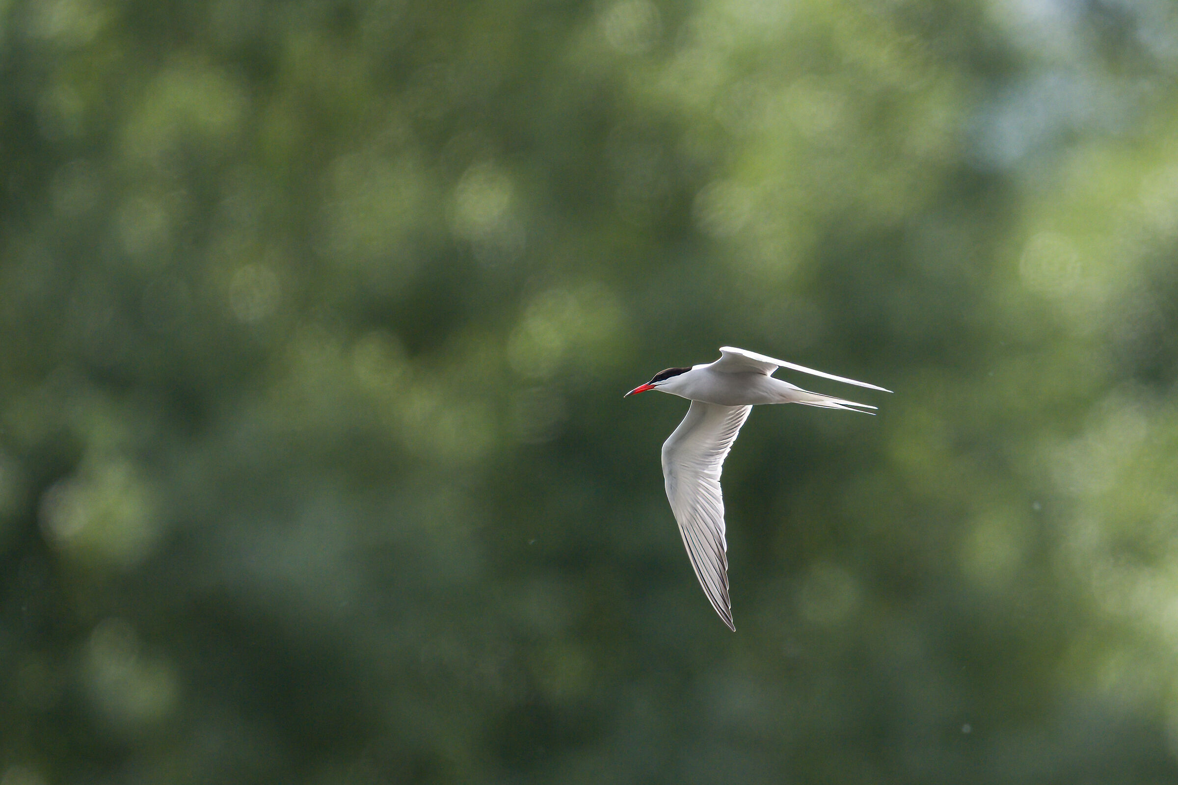tern