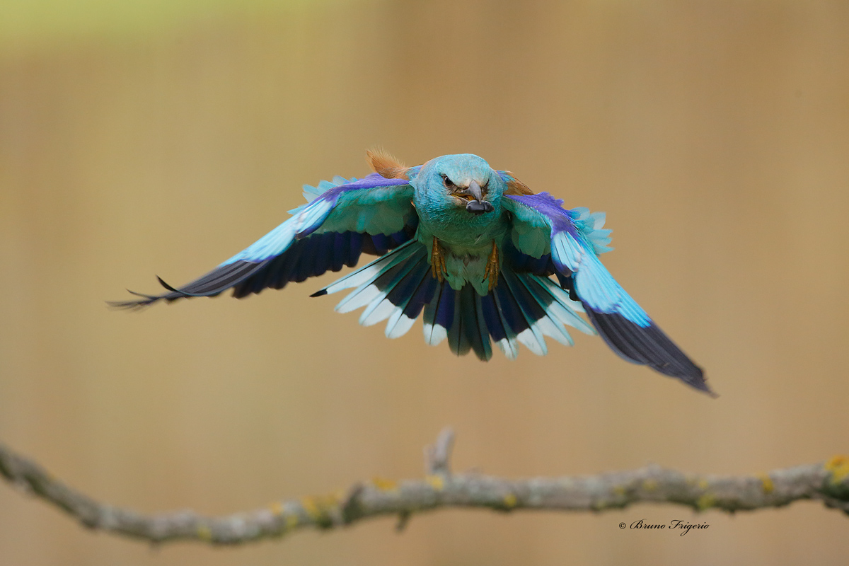 roller, open the flaps