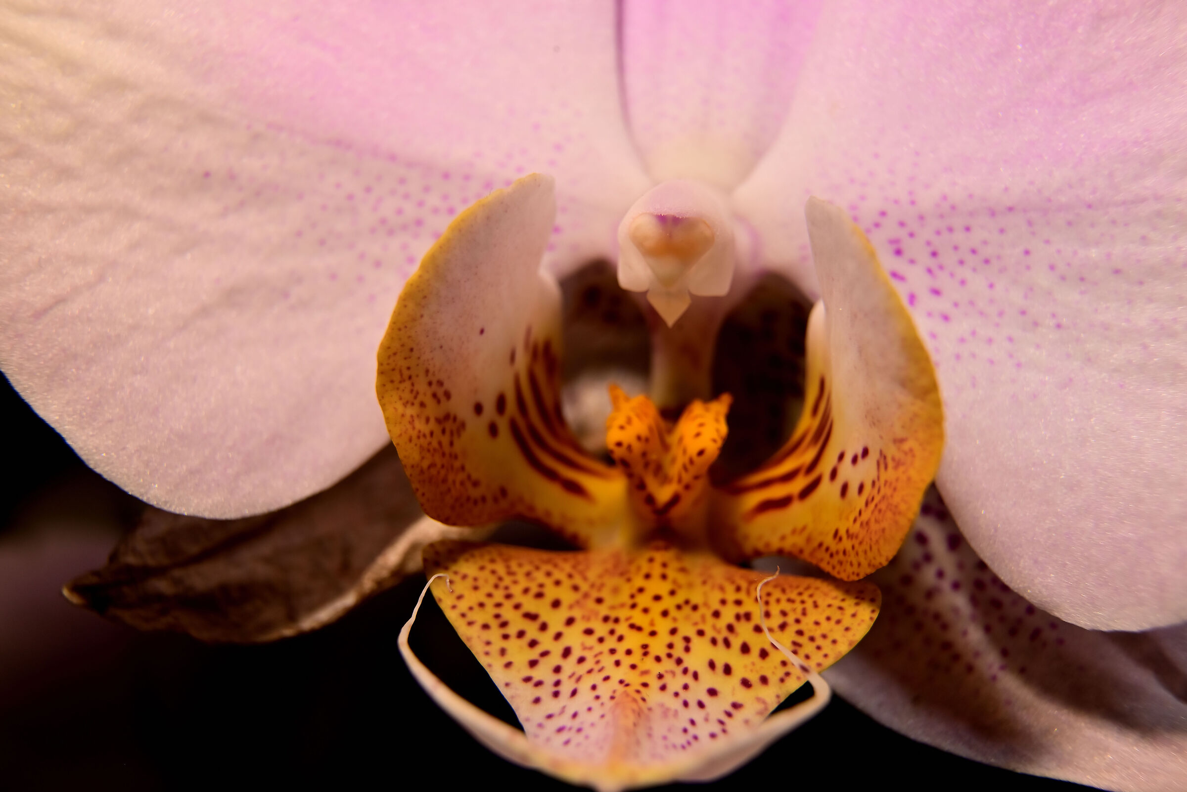 Phalaenopsis