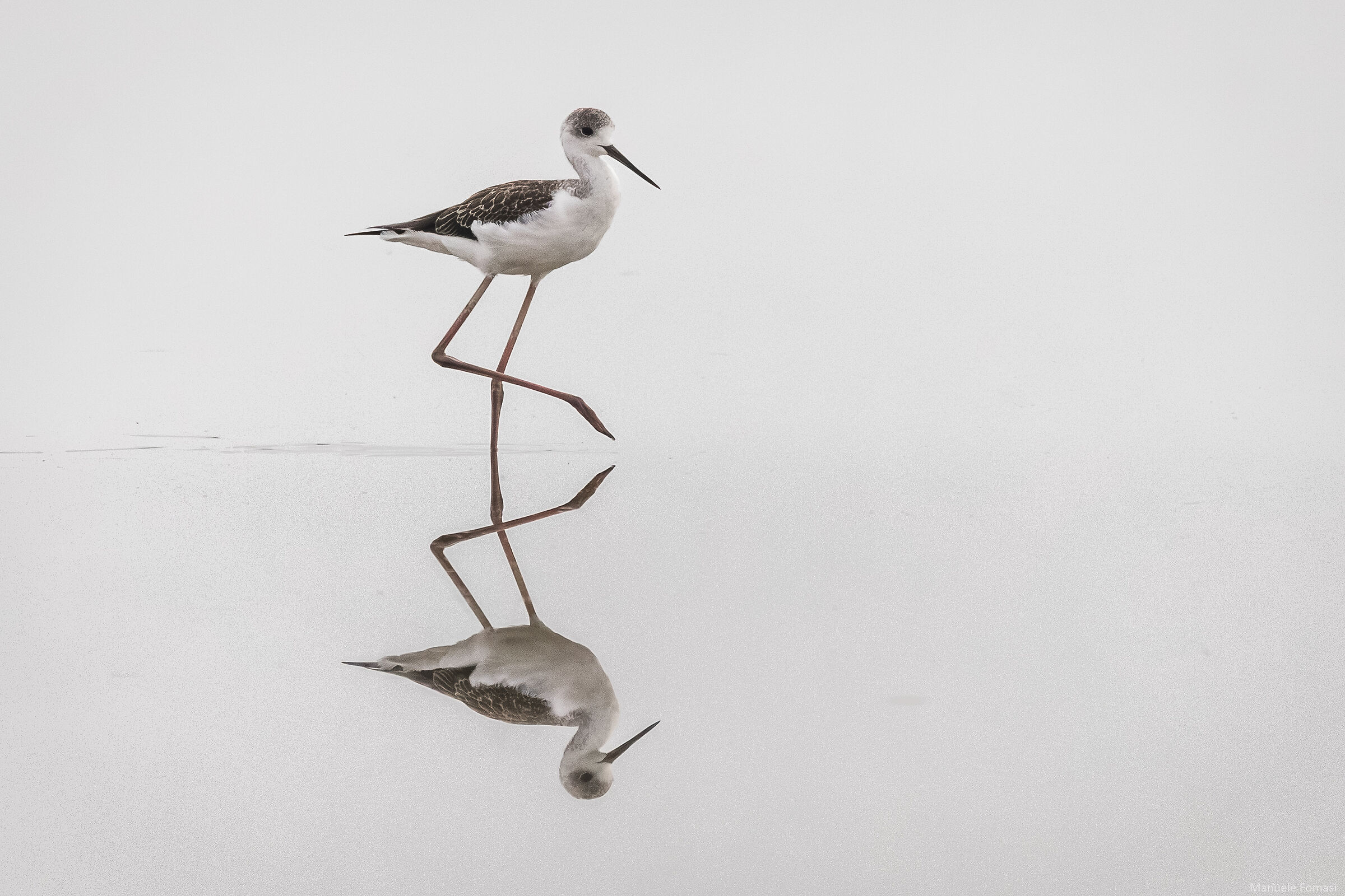 Black-winged Stilt at the Cervia Salt Pans