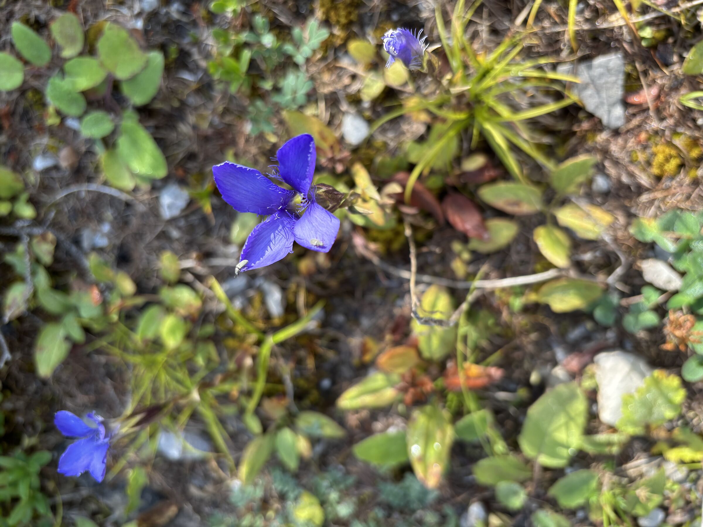 fiorellini montani agosto 2025 Austria