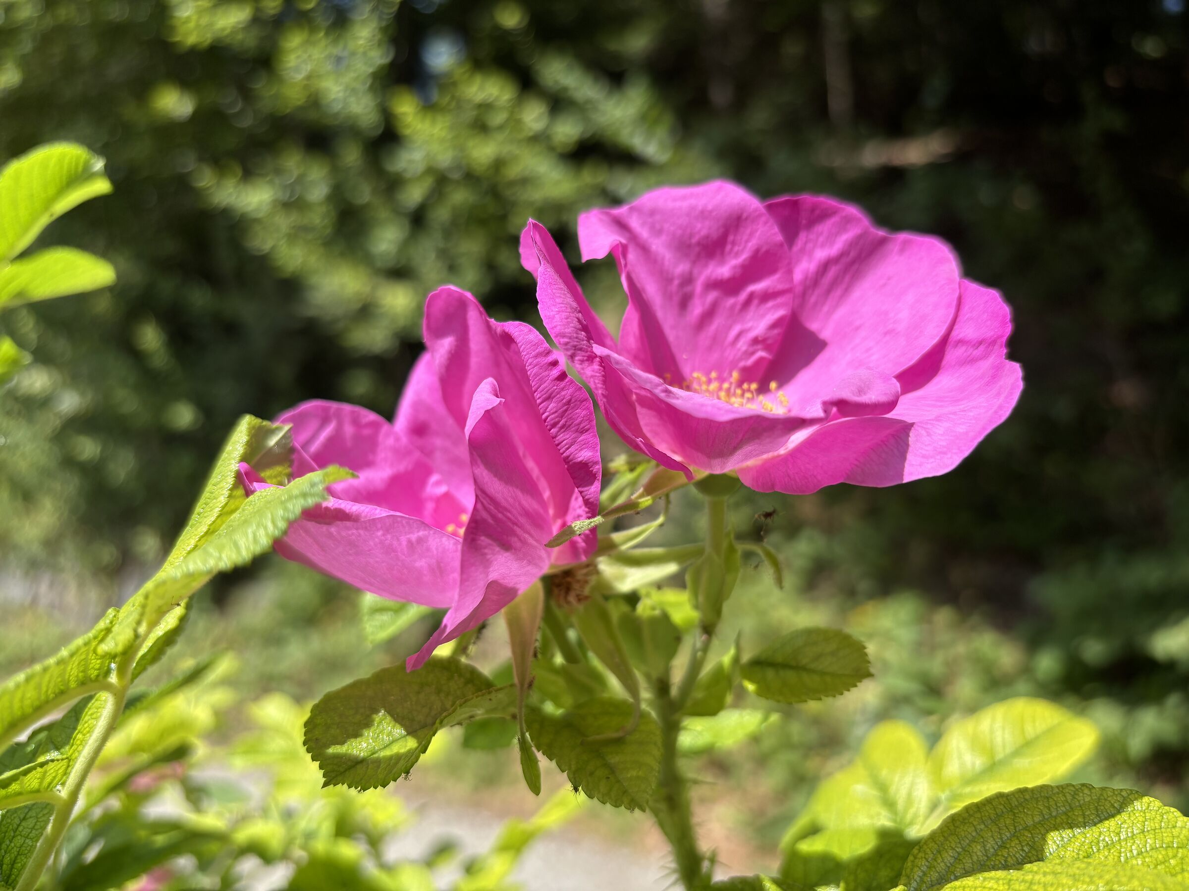roselline selvatiche  Austria lago Tristansee