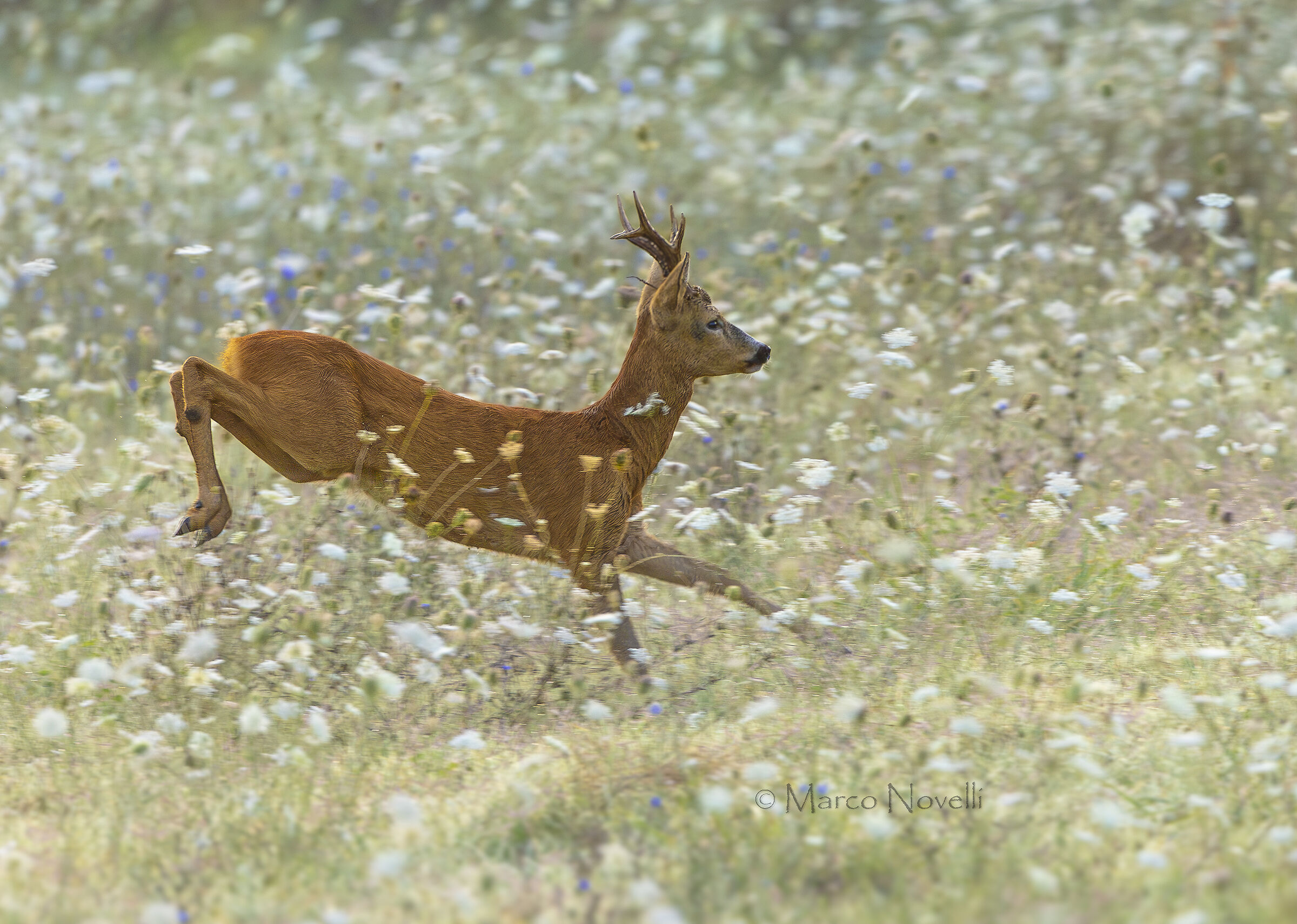 Capriolo