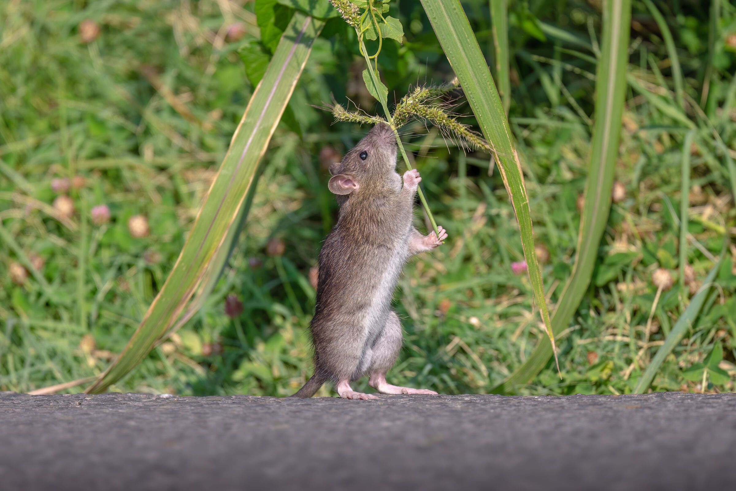 Gray Rat | Rat norvegicus (August 2025)