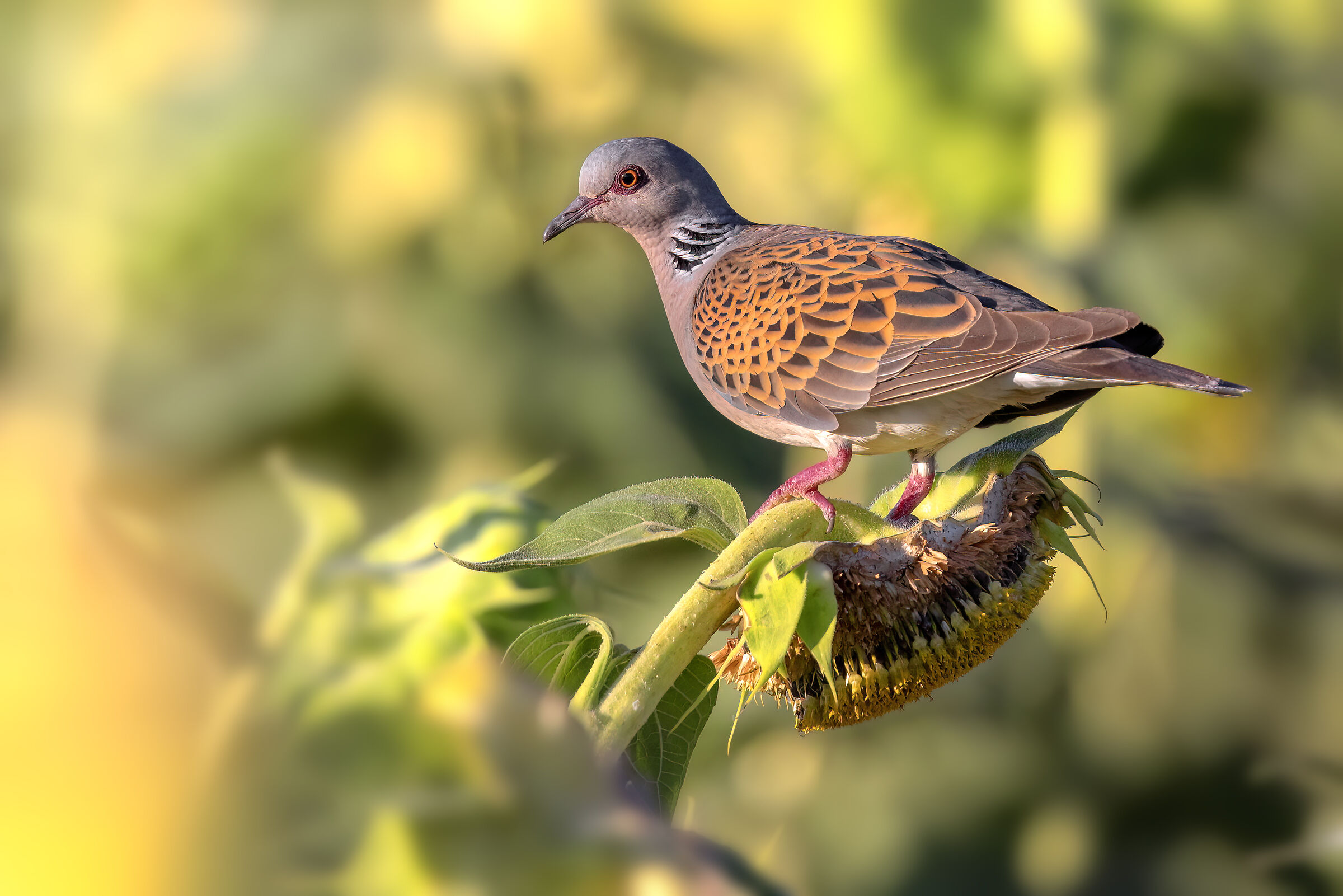 Wild Dove | Streptopelia turtur (July 2025)